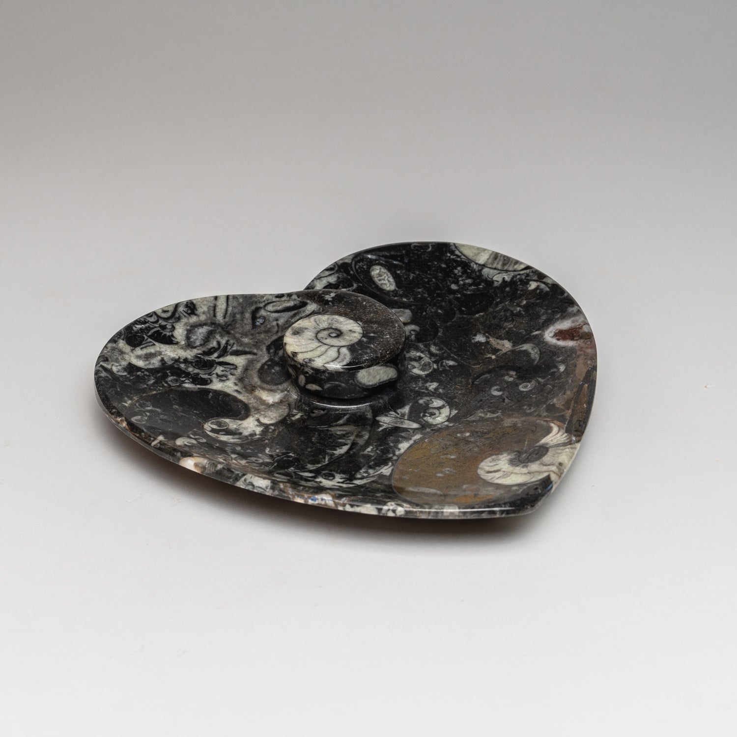 Polished Ammonite and Orthoceras Fossil Heart Plate (.8 lbs)