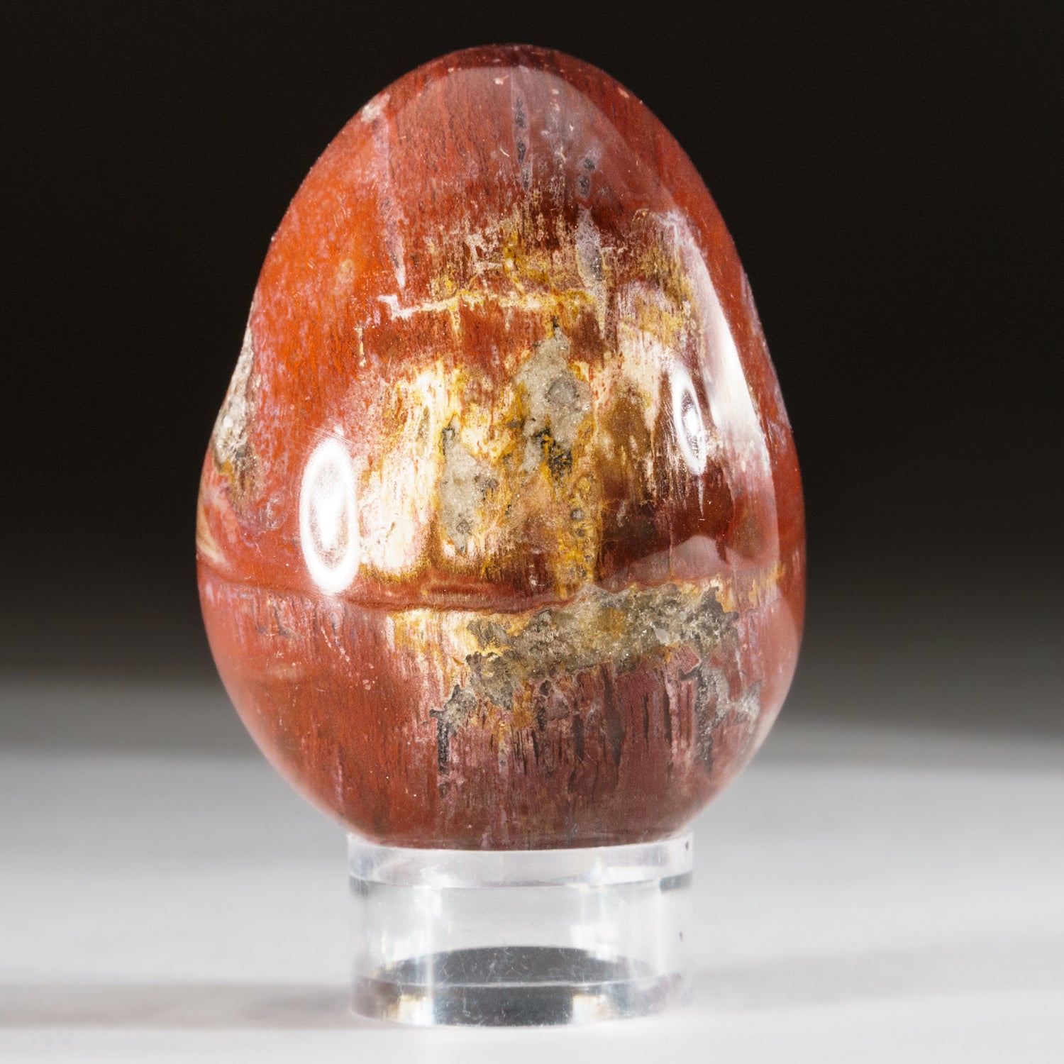 Polished Petrified Wood Egg from Madagascar (168 grams)