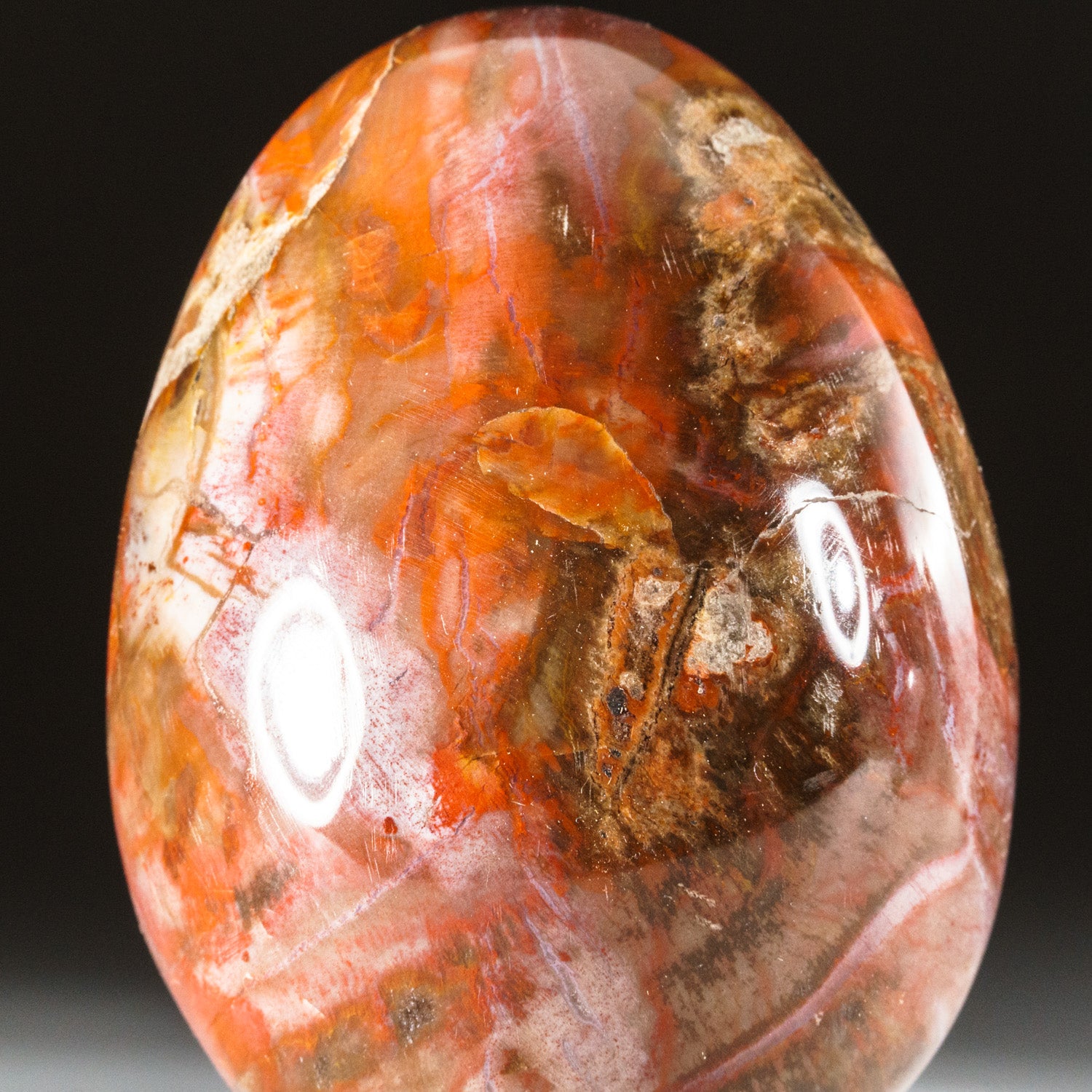 Polished Petrified Wood Egg from Madagascar (.6 lbs)