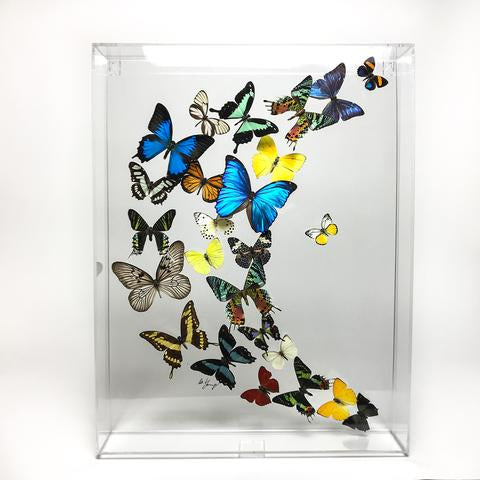 Framed Butterflies