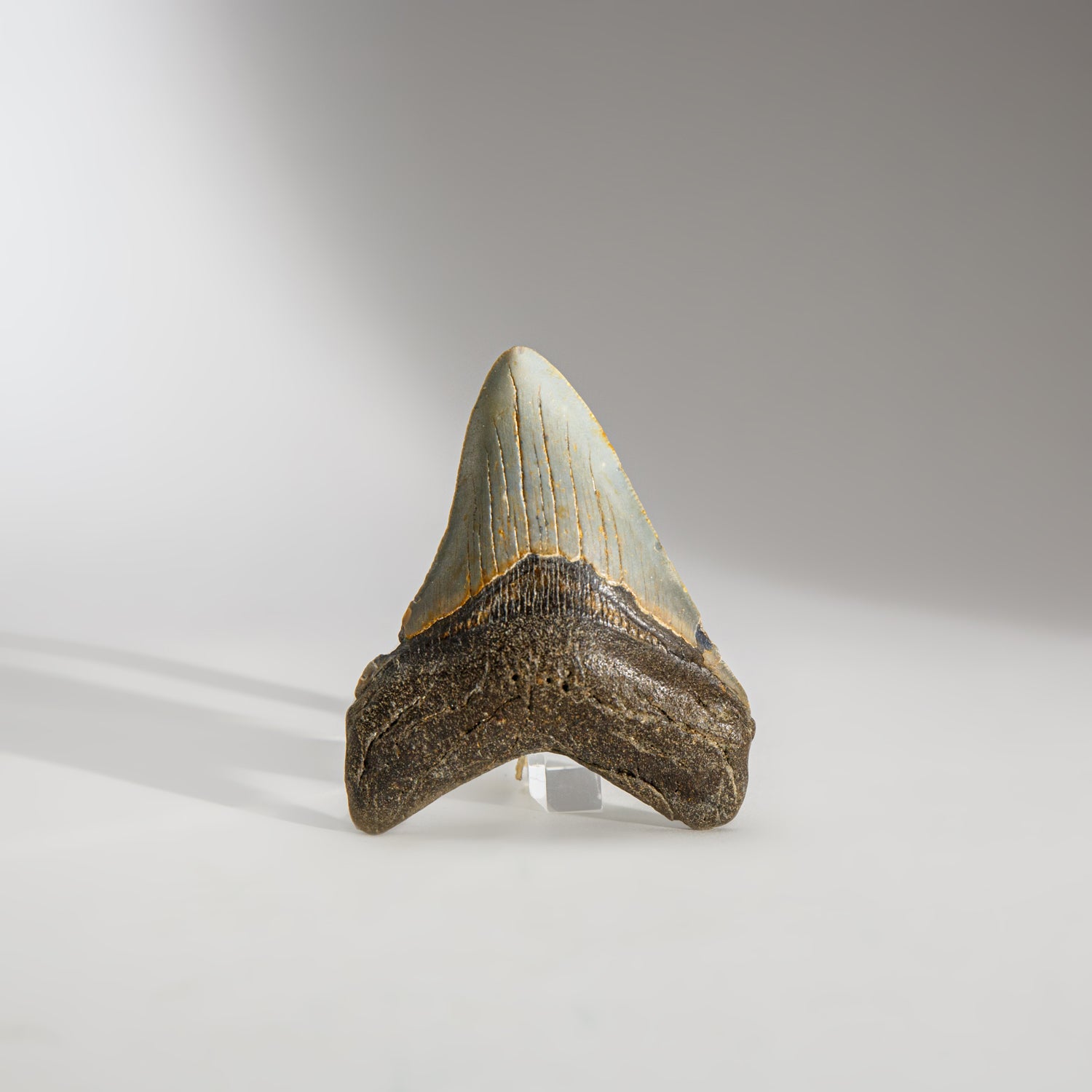 Genuine Megalodon Shark Tooth in Display Box (64 grams)