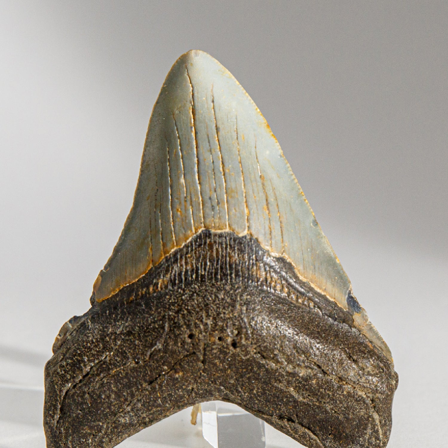 Genuine Megalodon Shark Tooth in Display Box (64 grams)