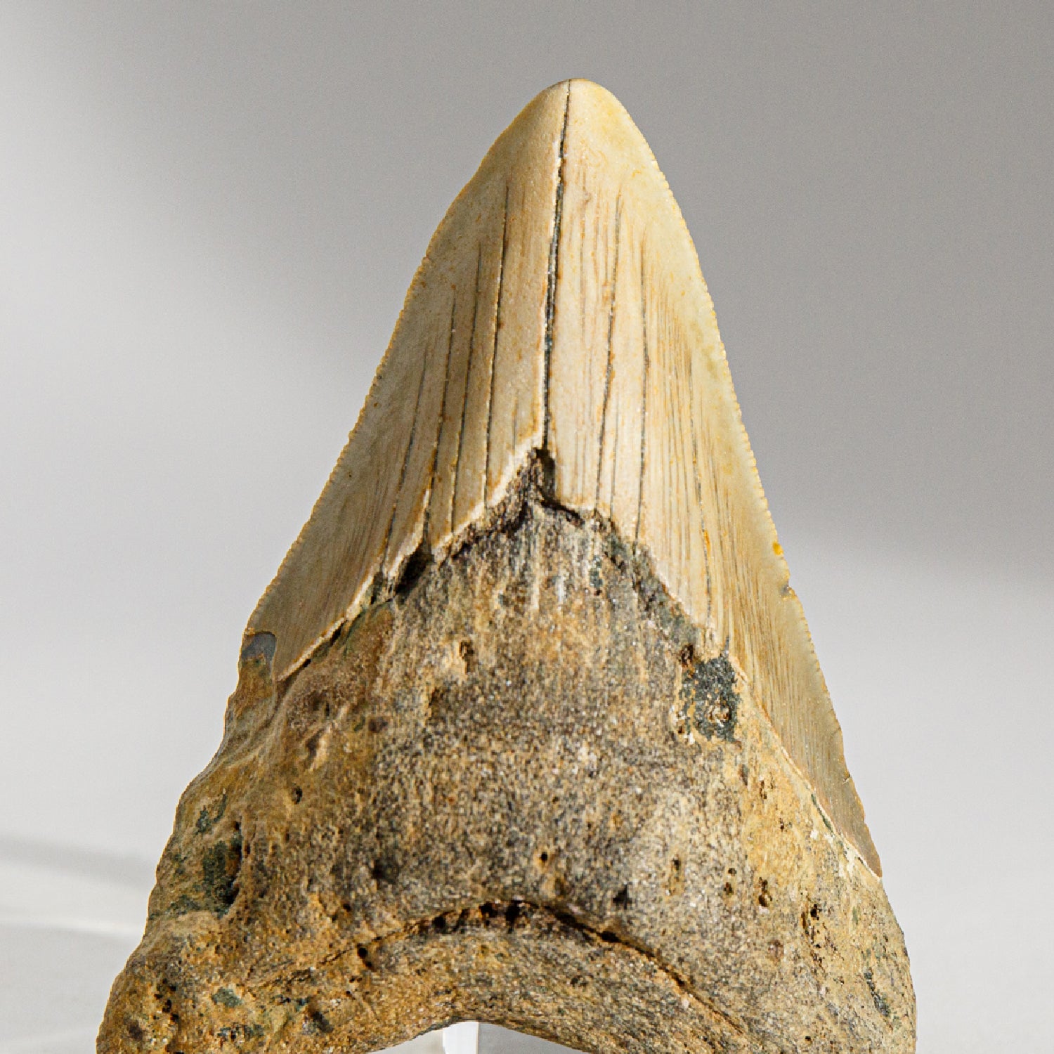 Genuine Megalodon Shark Tooth in Display Box (92.9 grams)