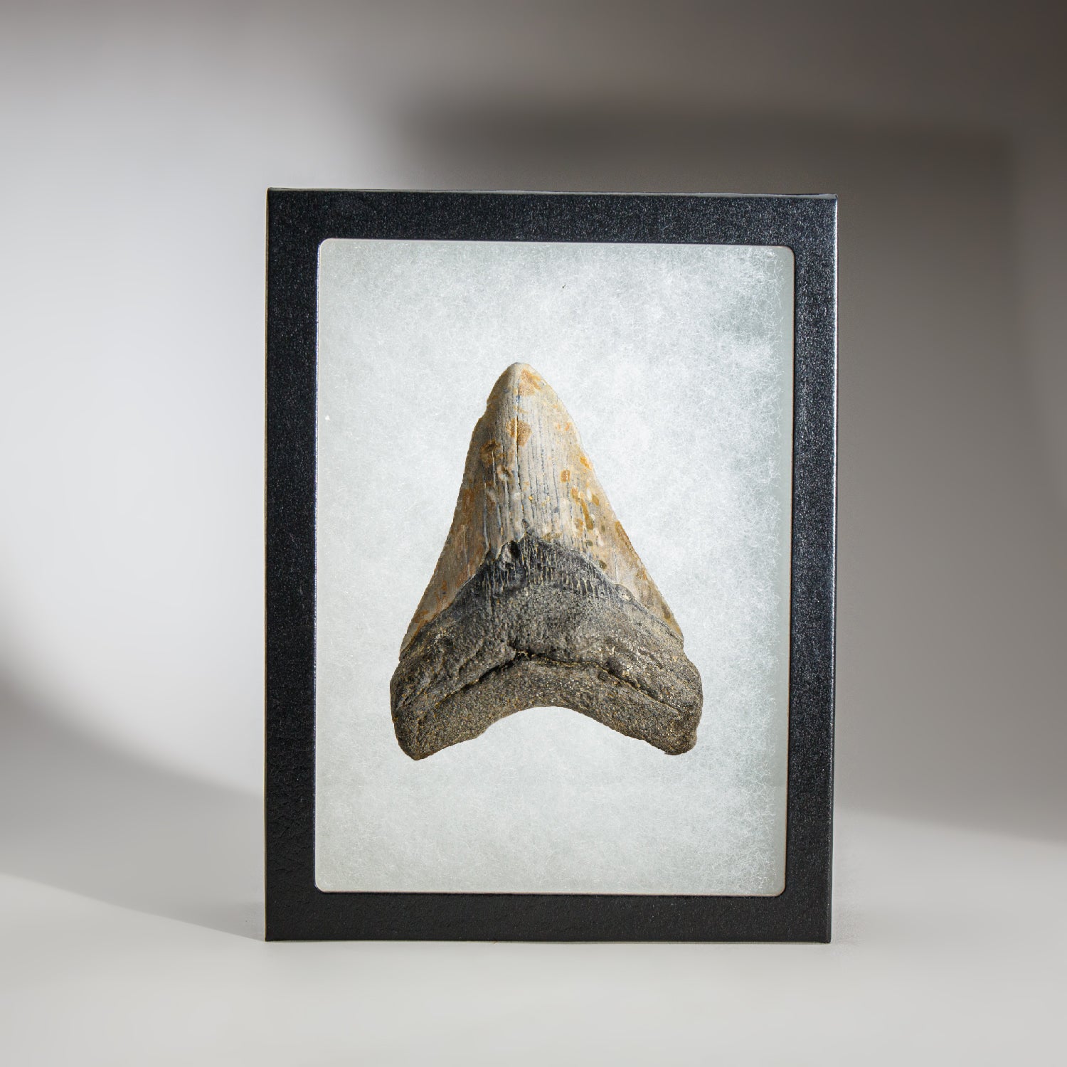 Genuine Megalodon Shark Tooth in Display Box (117.5 grams)