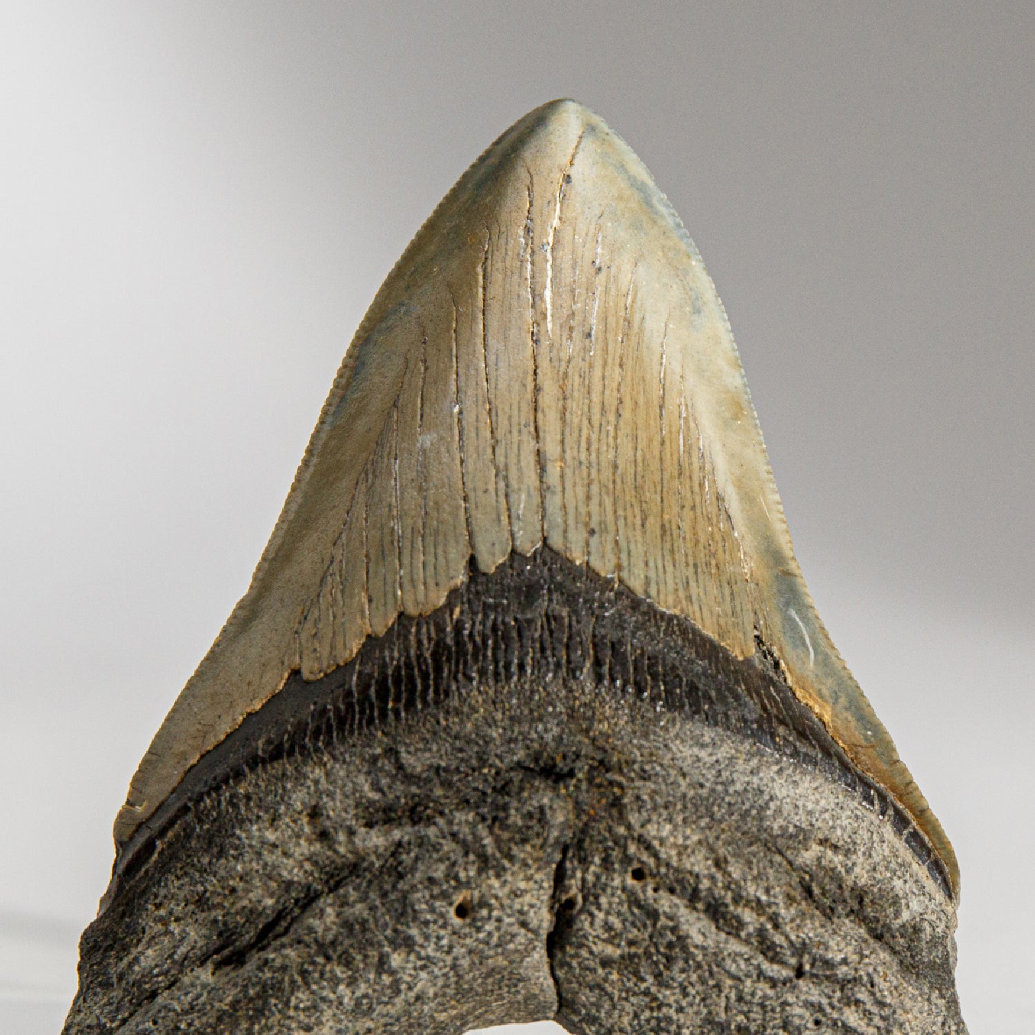 Genuine Megalodon Shark Tooth in Display Box (138.7 grams)