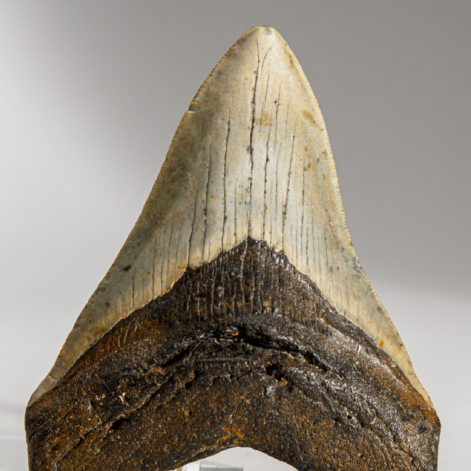 Genuine Megalodon Shark Tooth in Display Box (131.6 grams)