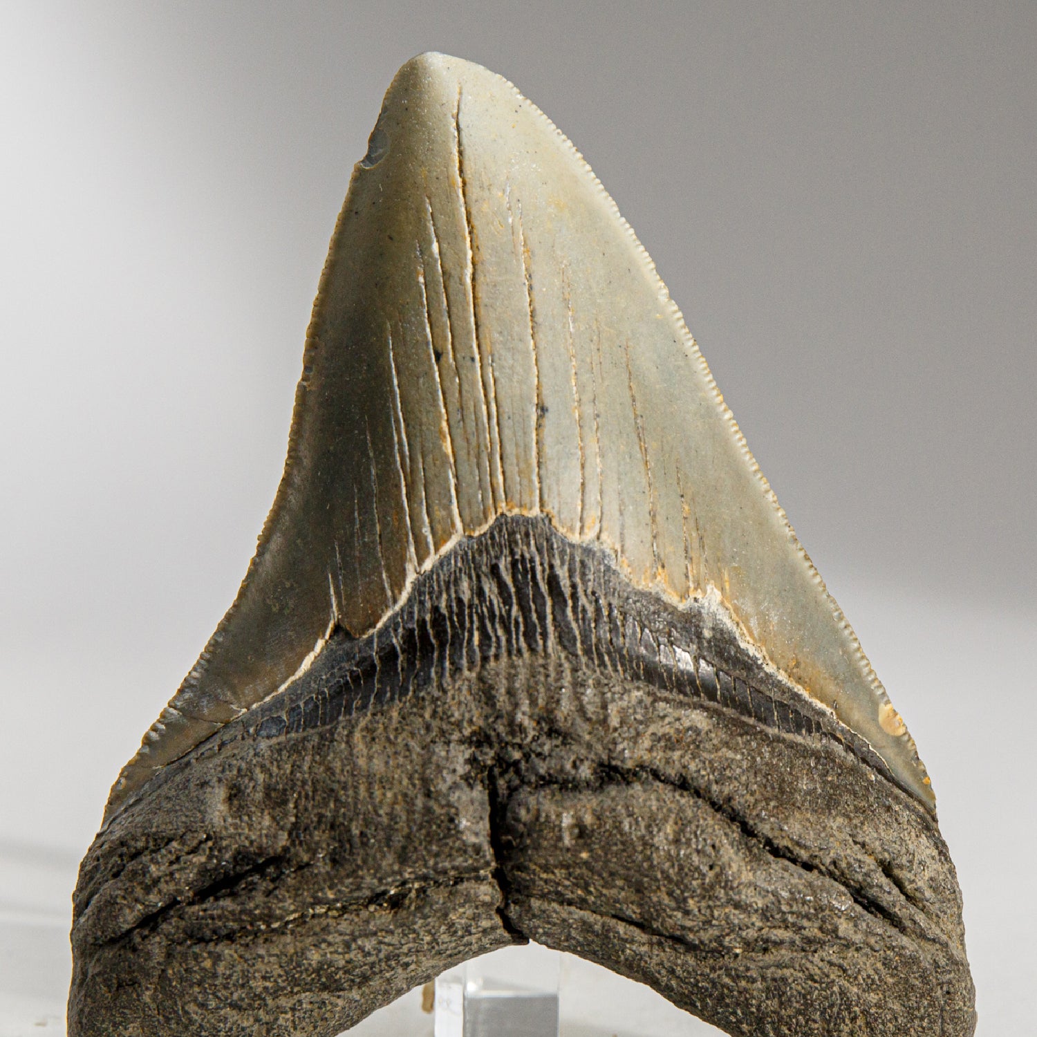 Genuine Megalodon Shark Tooth in Display Box (138.1 grams)