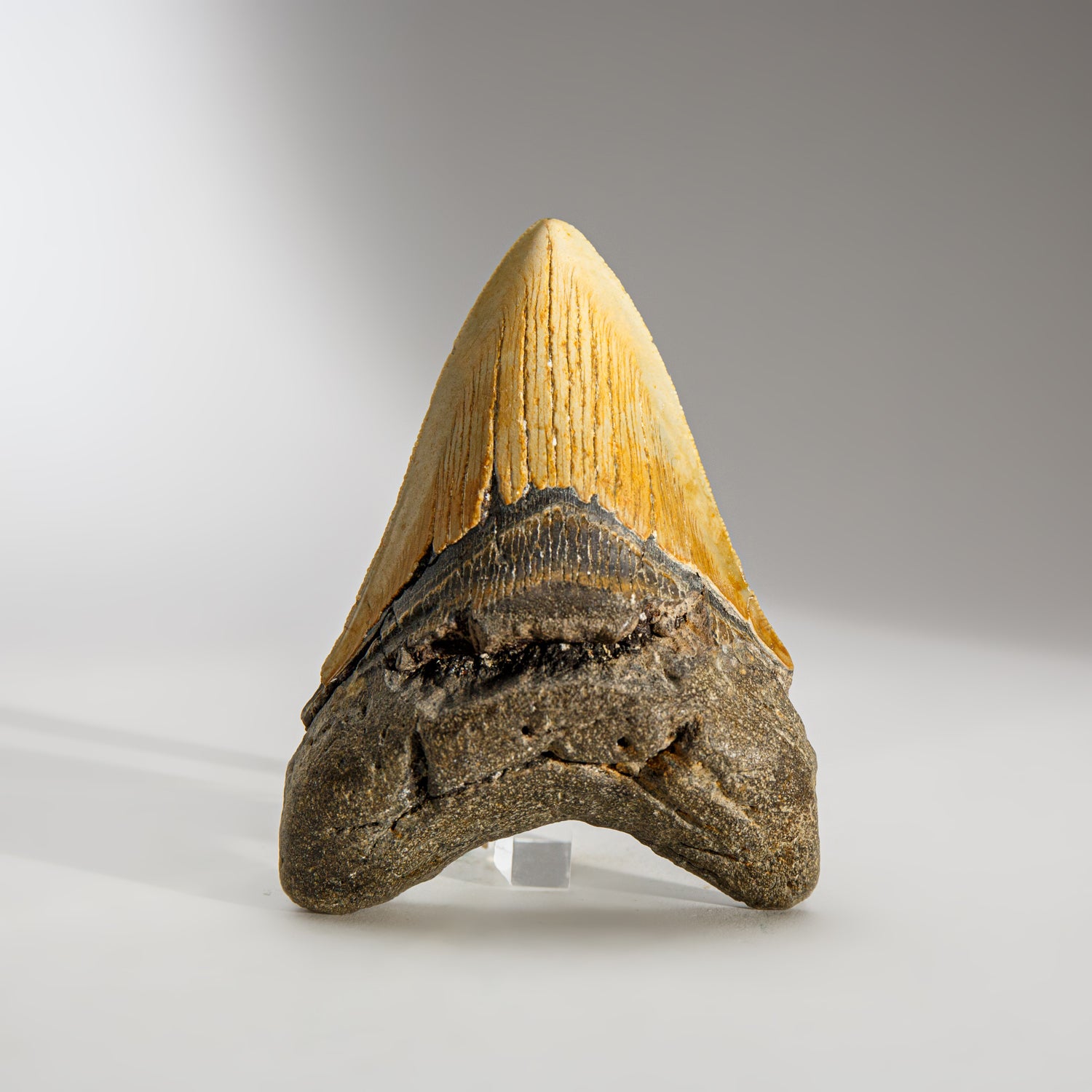 Genuine Megalodon Shark Tooth in Display Box (230 grams)