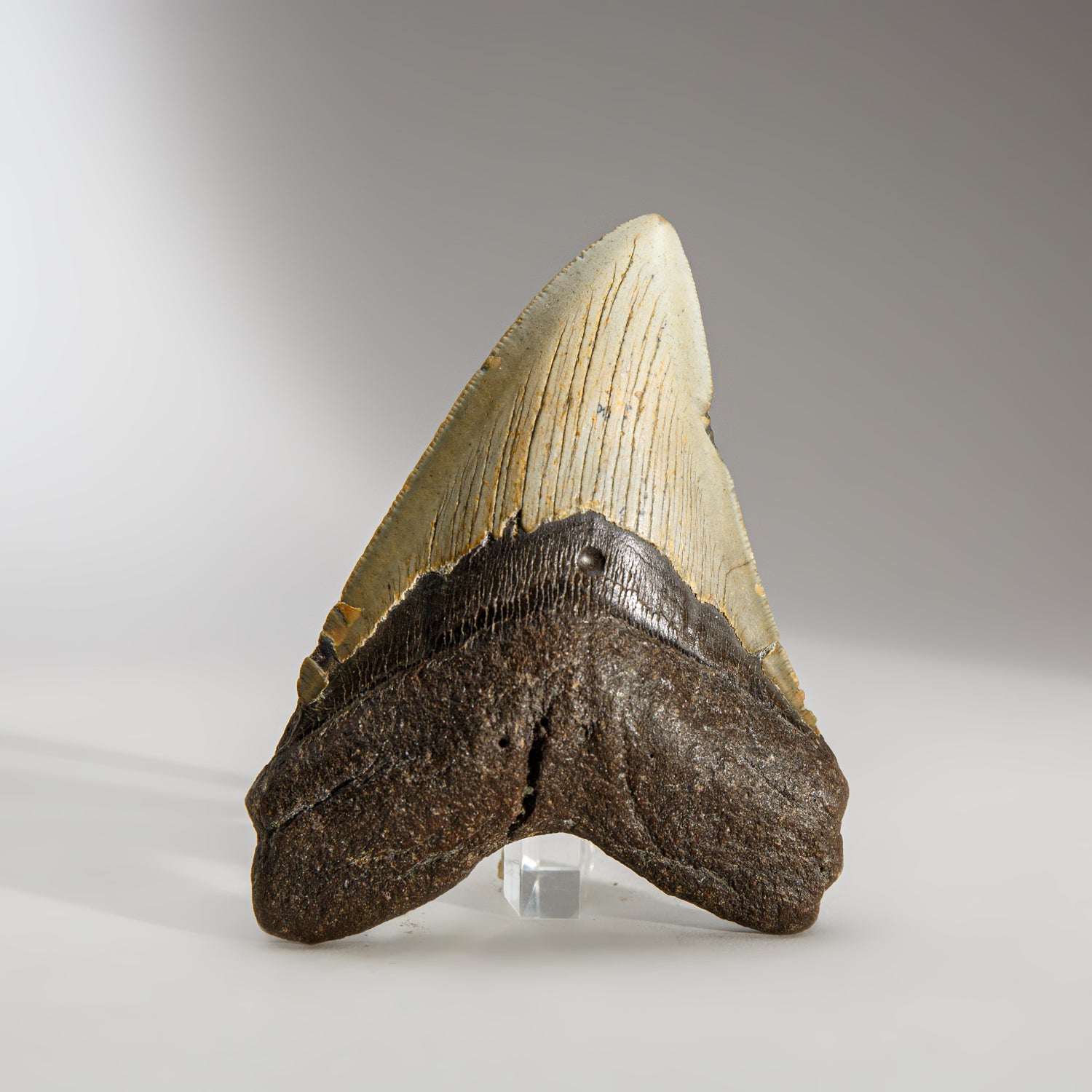 Genuine Megalodon Shark Tooth in Display Box (189.4 grams)