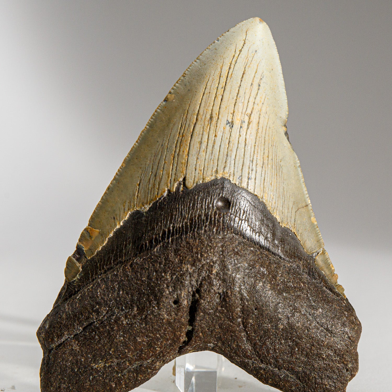 Genuine Megalodon Shark Tooth in Display Box (189.4 grams)