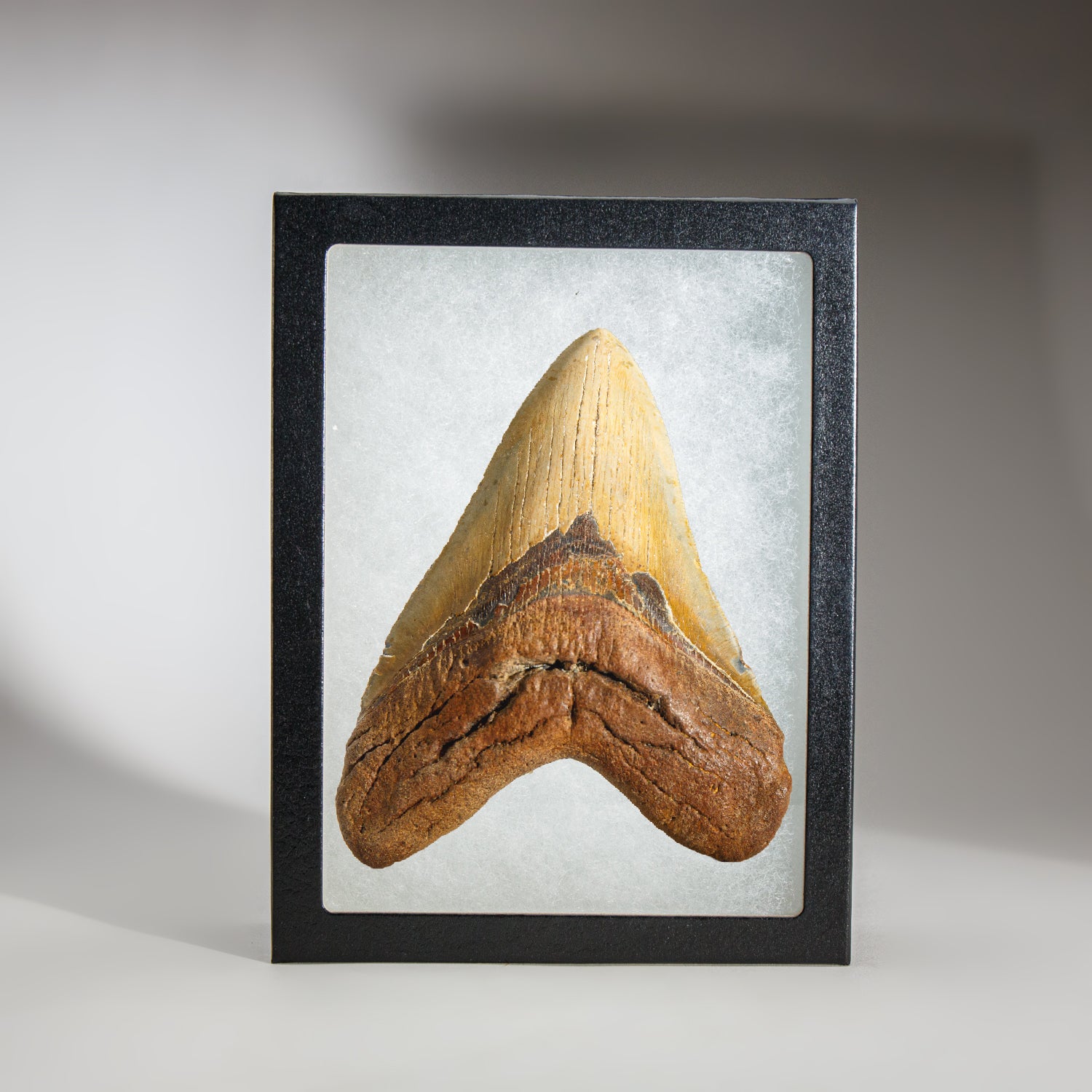 Genuine Megalodon Shark Tooth in Display Box (344.7 grams)