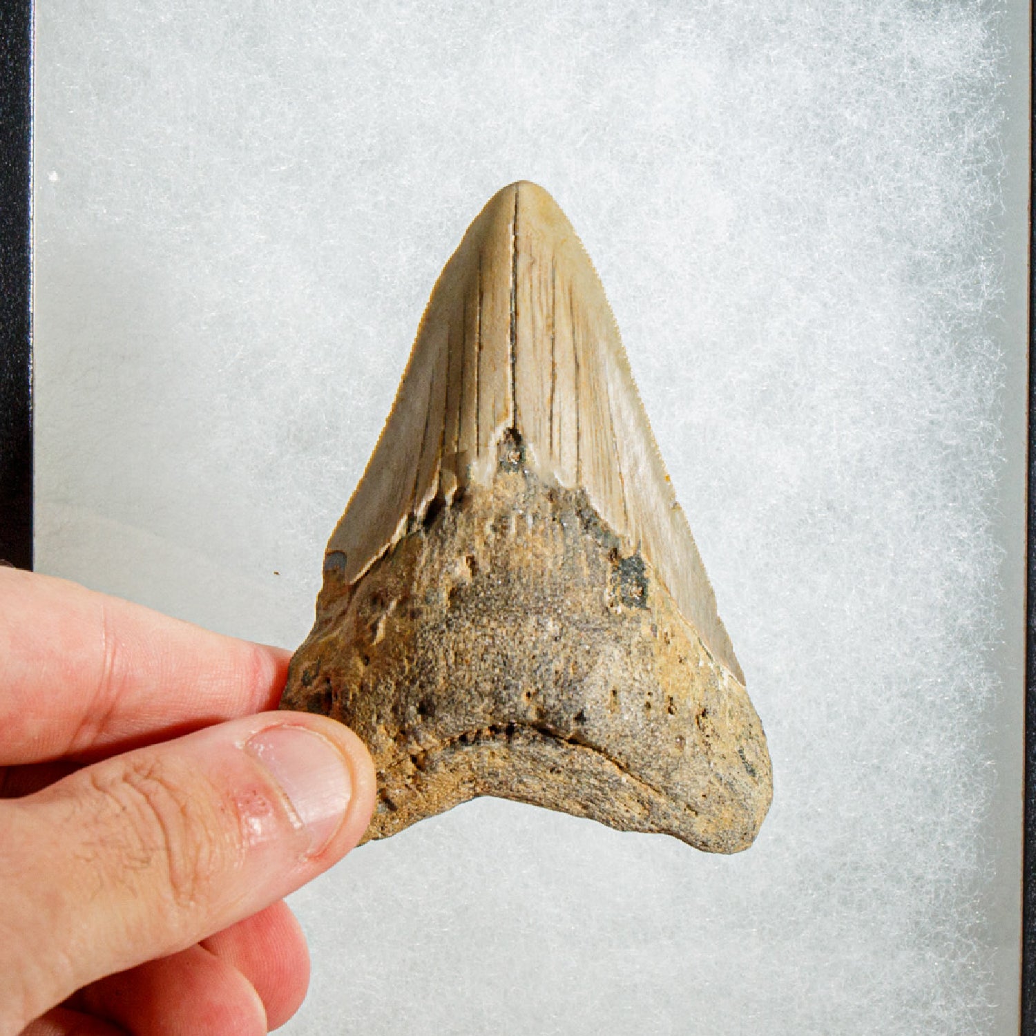 Genuine Megalodon Shark Tooth in Display Box (92.9 grams)