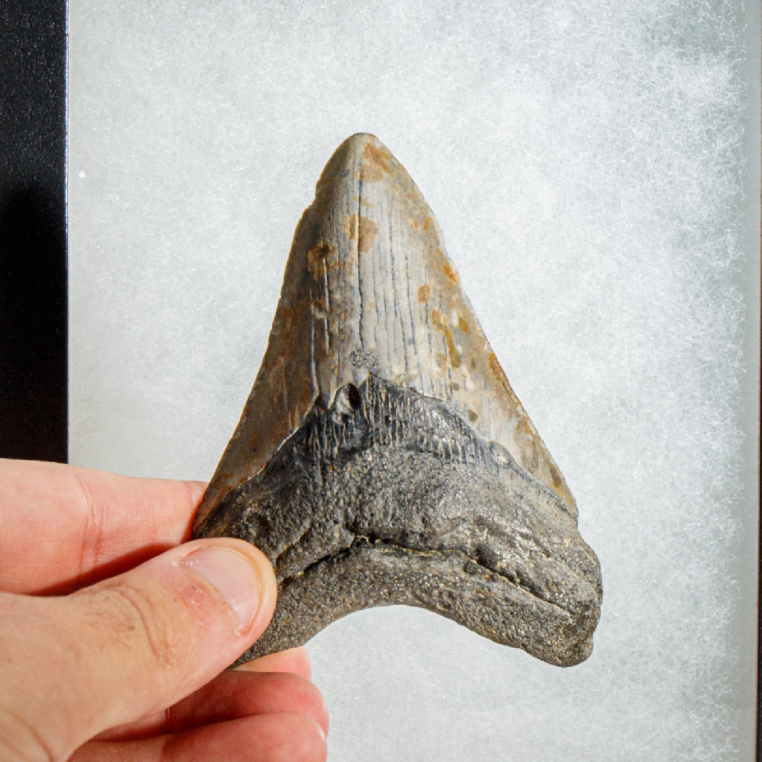 Genuine Megalodon Shark Tooth in Display Box (117.5 grams)