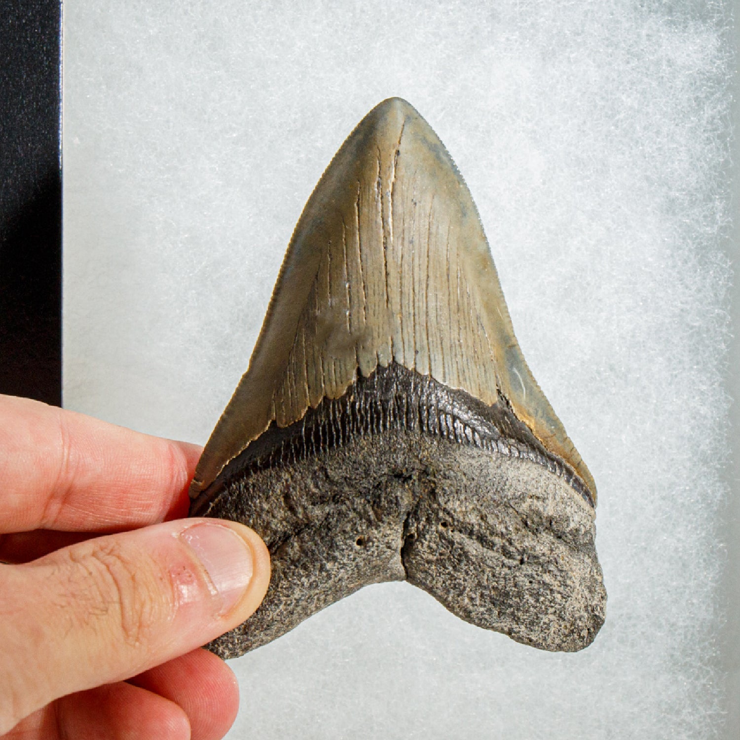 Genuine Megalodon Shark Tooth in Display Box (138.7 grams)