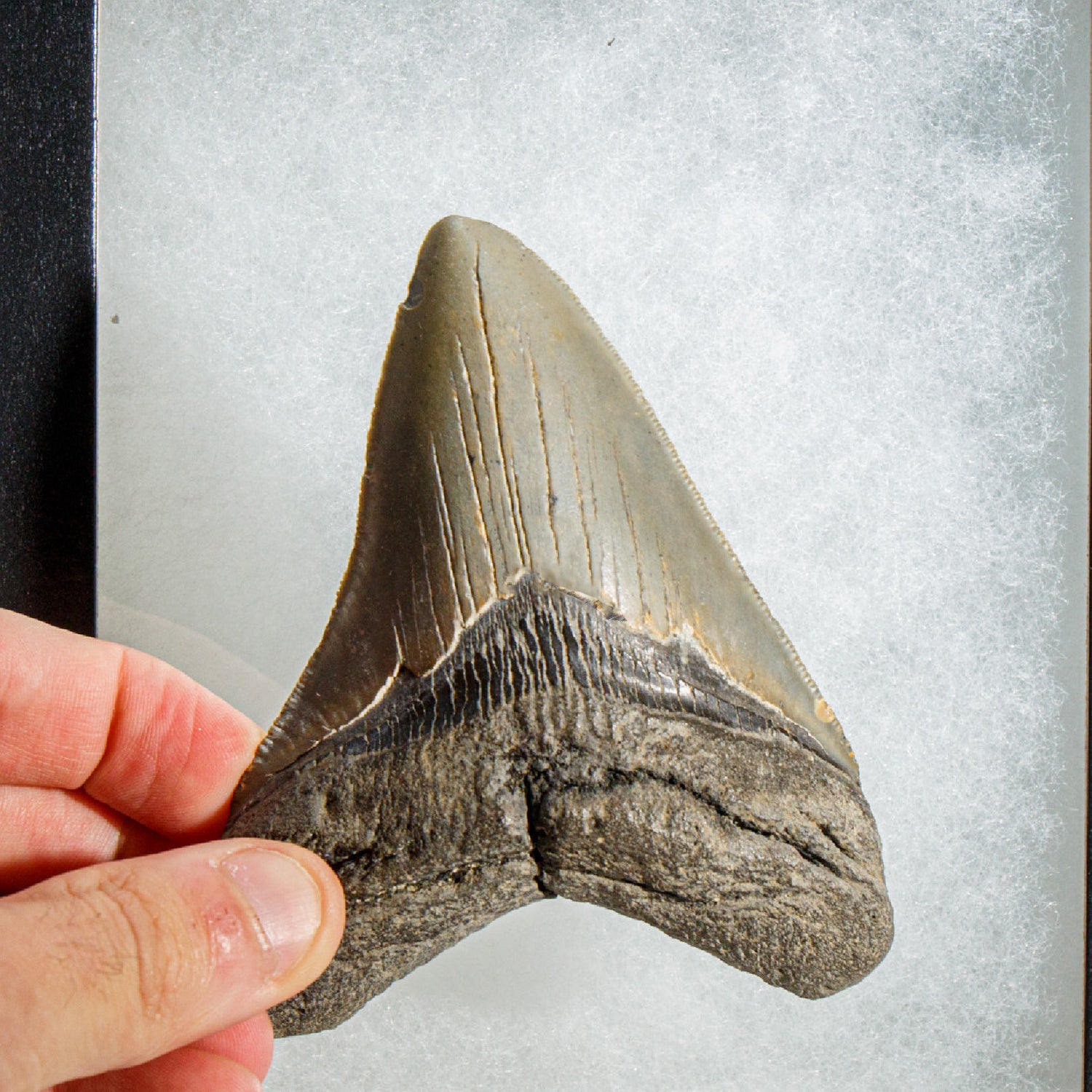 Genuine Megalodon Shark Tooth in Display Box (138.1 grams)