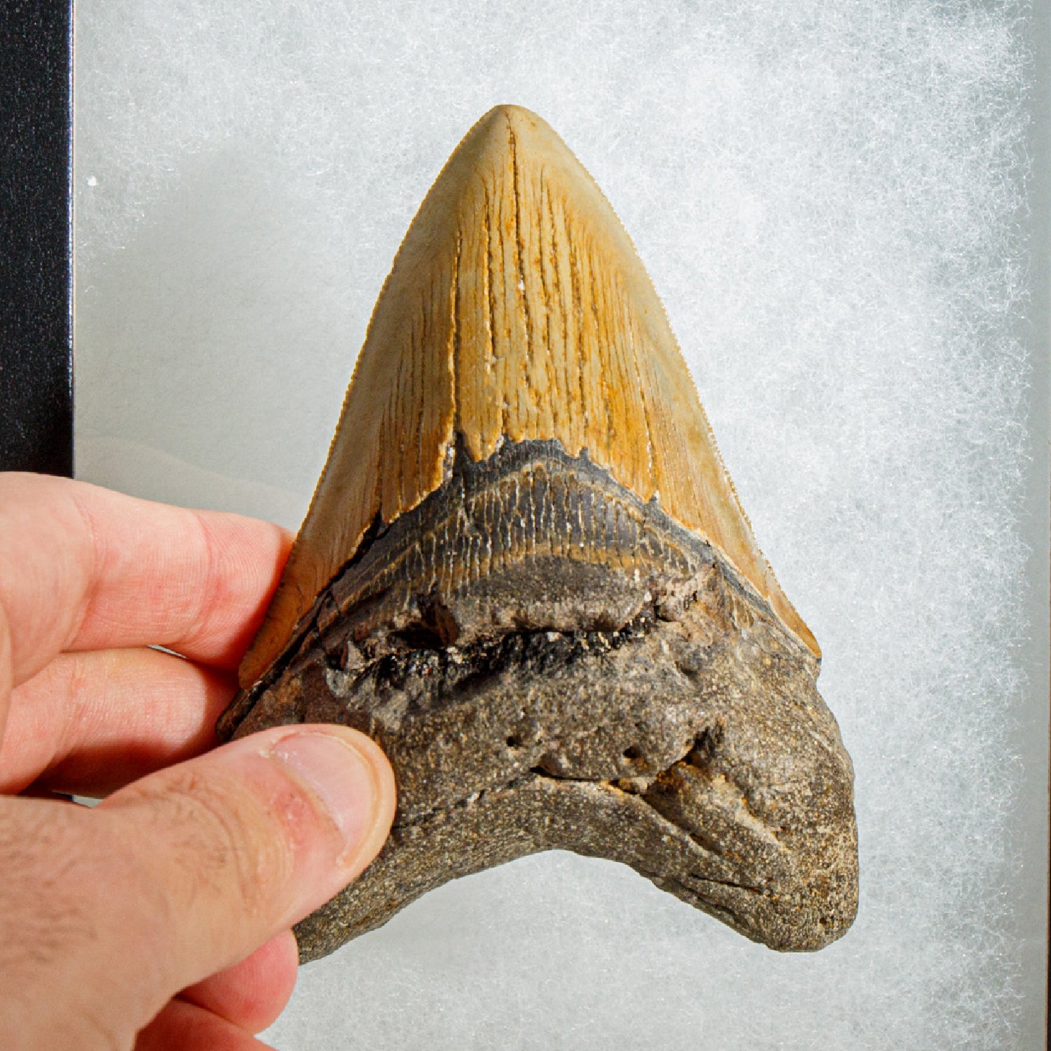 Genuine Megalodon Shark Tooth in Display Box (230 grams)