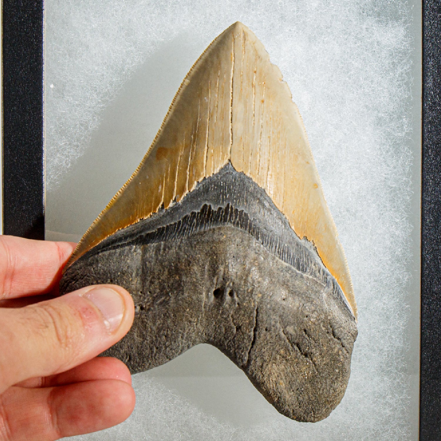 Genuine Megalodon Shark Tooth in Display Box (345 grams)