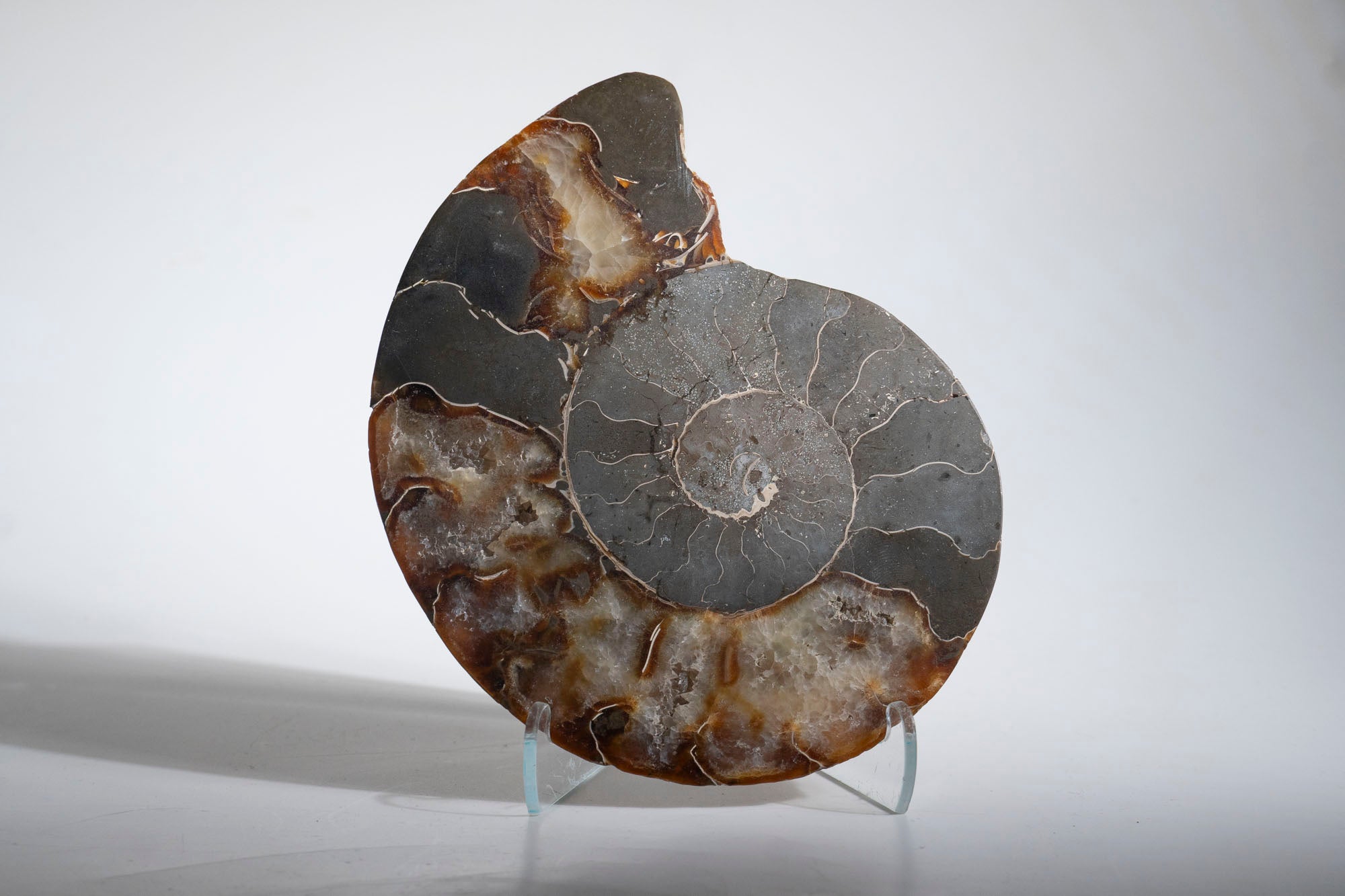 Calcified Ammonite Halve From Madagascar (.5 lbs)