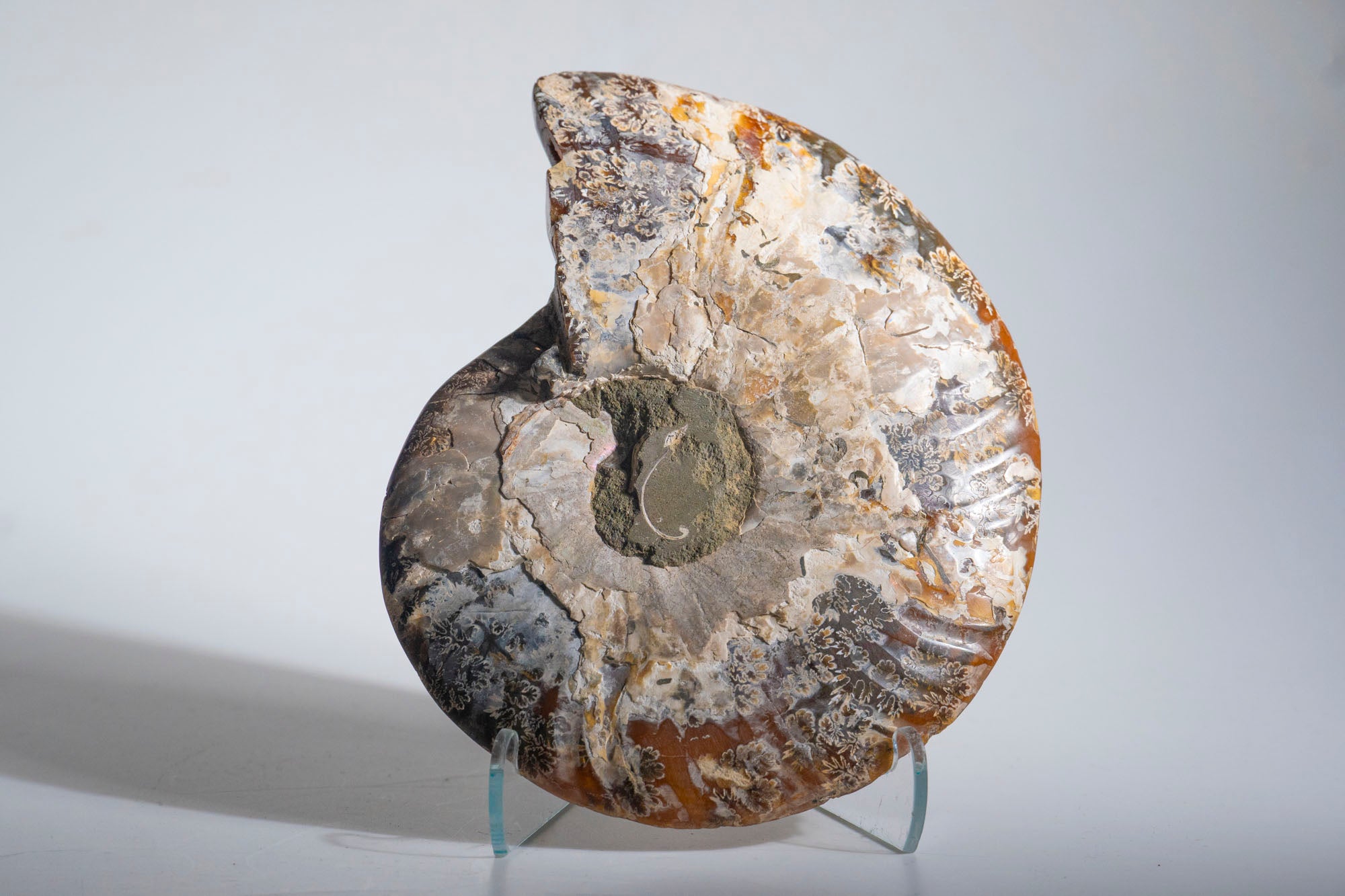 Calcified Ammonite Halve From Madagascar (.5 lbs)