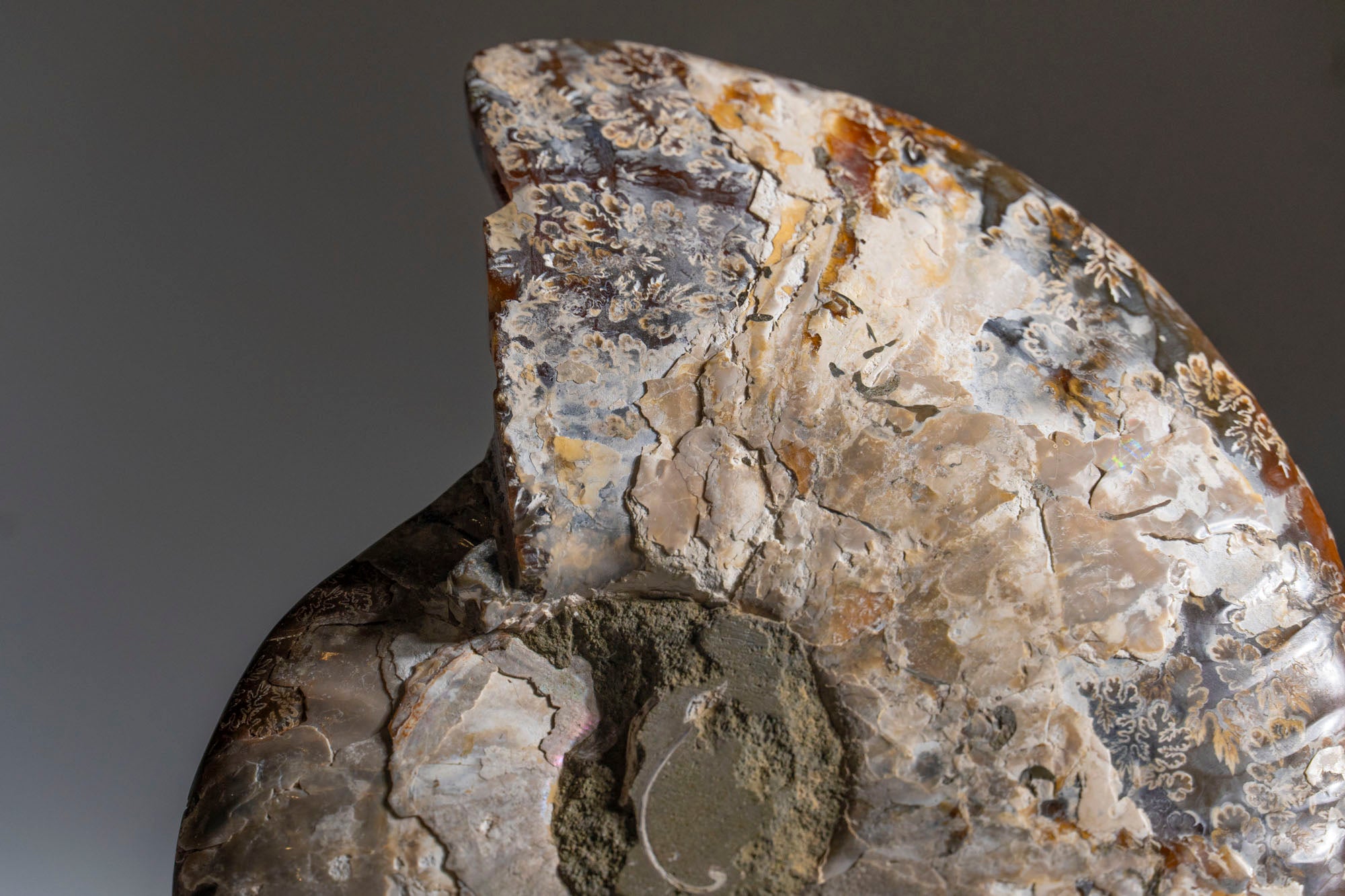 Calcified Ammonite Halve From Madagascar (.5 lbs)