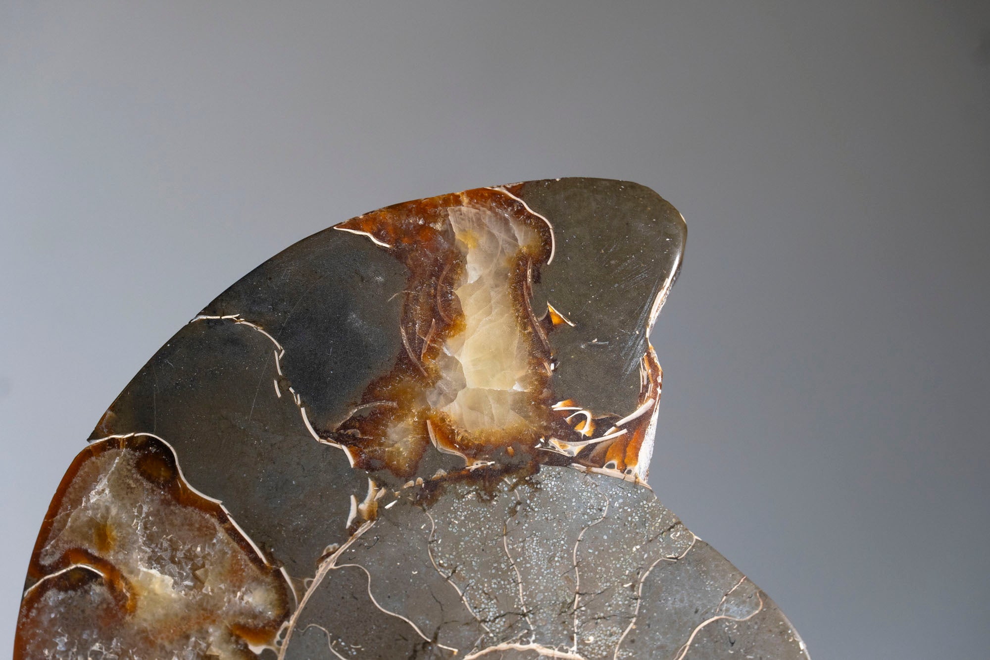 Calcified Ammonite Halve From Madagascar (.5 lbs)