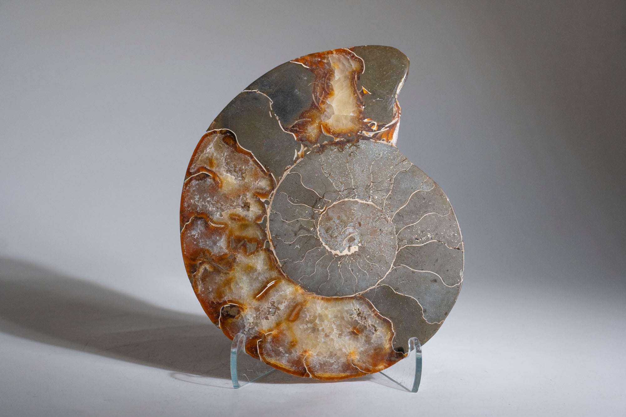 Calcified Ammonite Halve From Madagascar (.5 lbs)