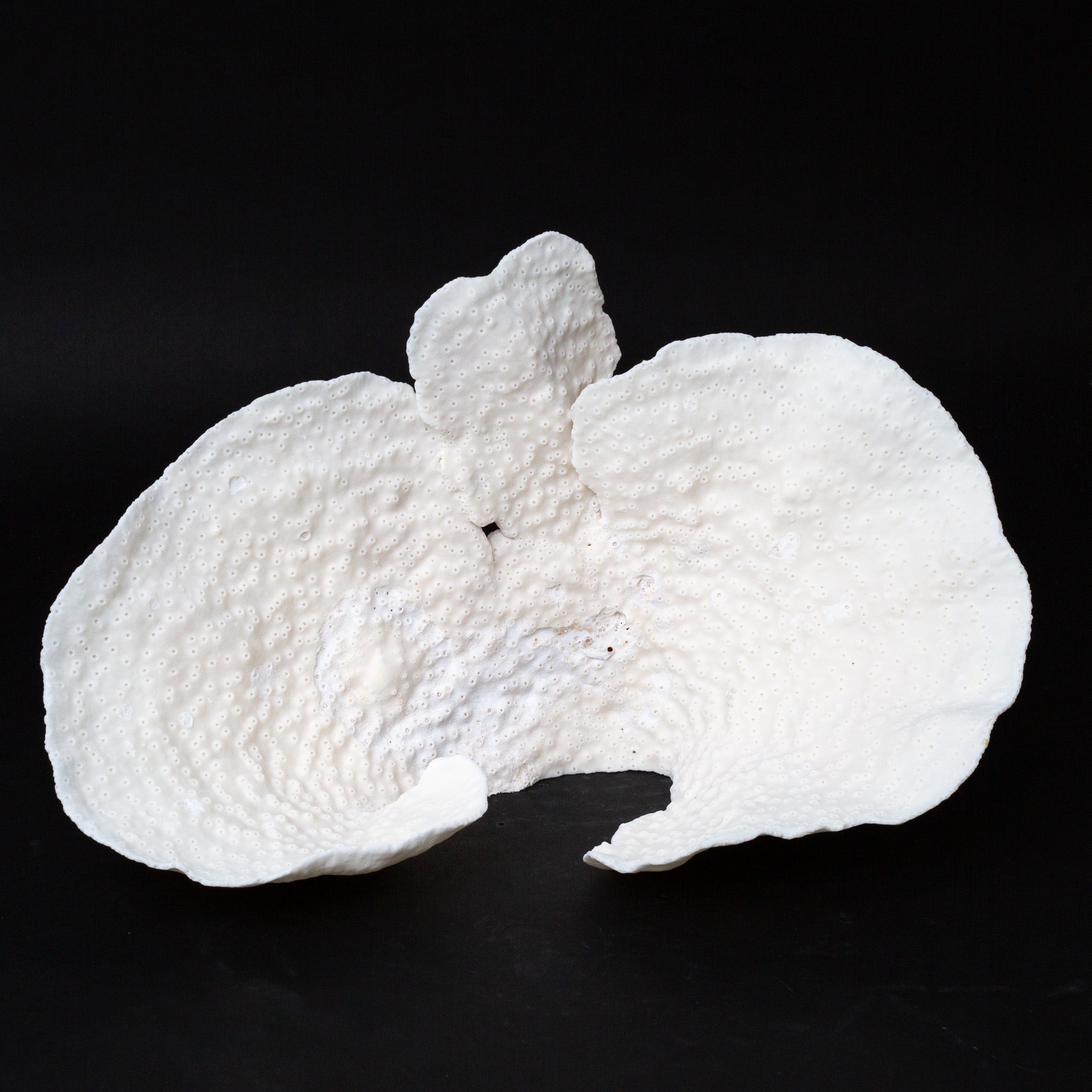 Genuine Lettuce Coral (1.5 lbs)