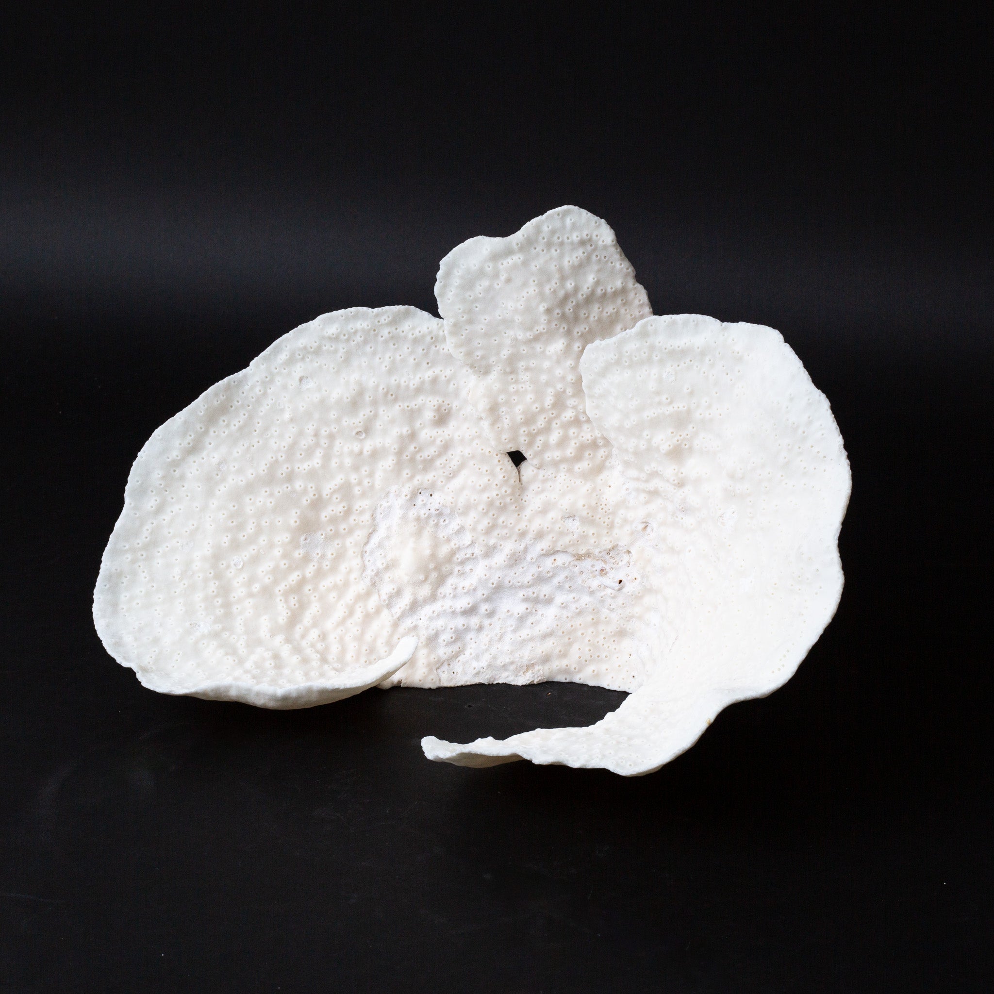 Genuine Lettuce Coral (1.5 lbs)