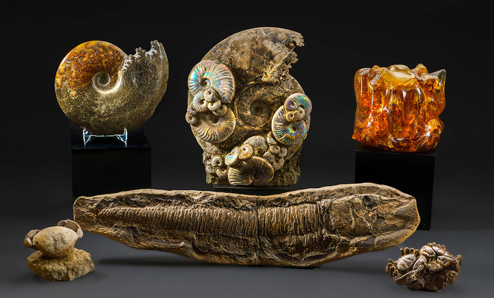 Astro Gallery of Gems, Minerals and Fossils
