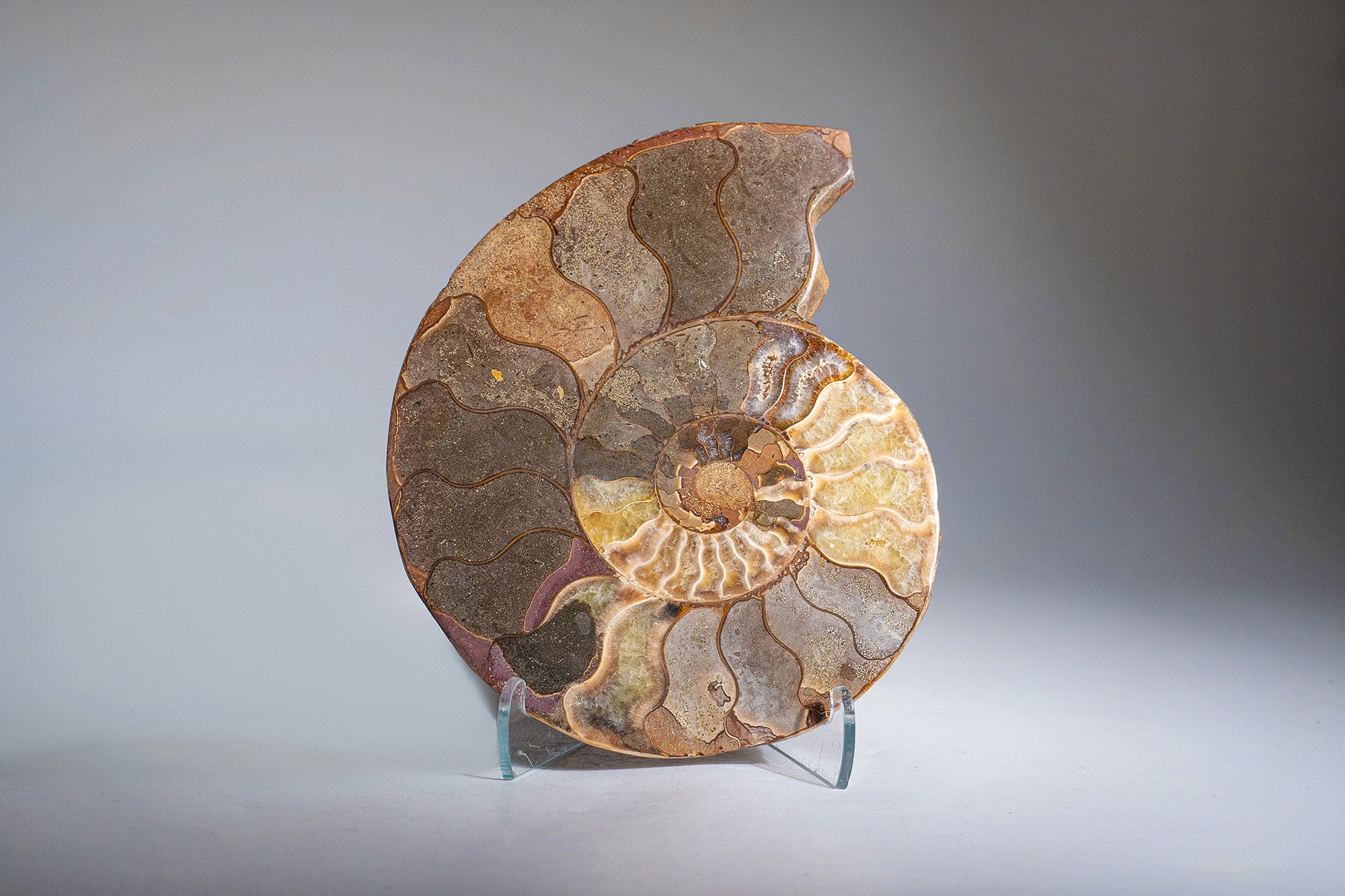 Calcified Ammonite Halve From Madagascar (.7 lbs)