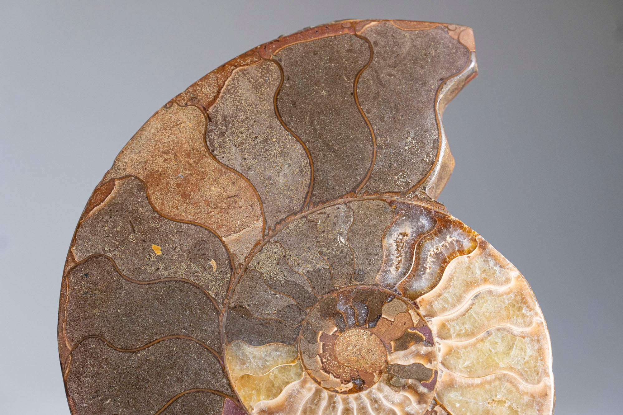 Calcified Ammonite Halve From Madagascar (.7 lbs)