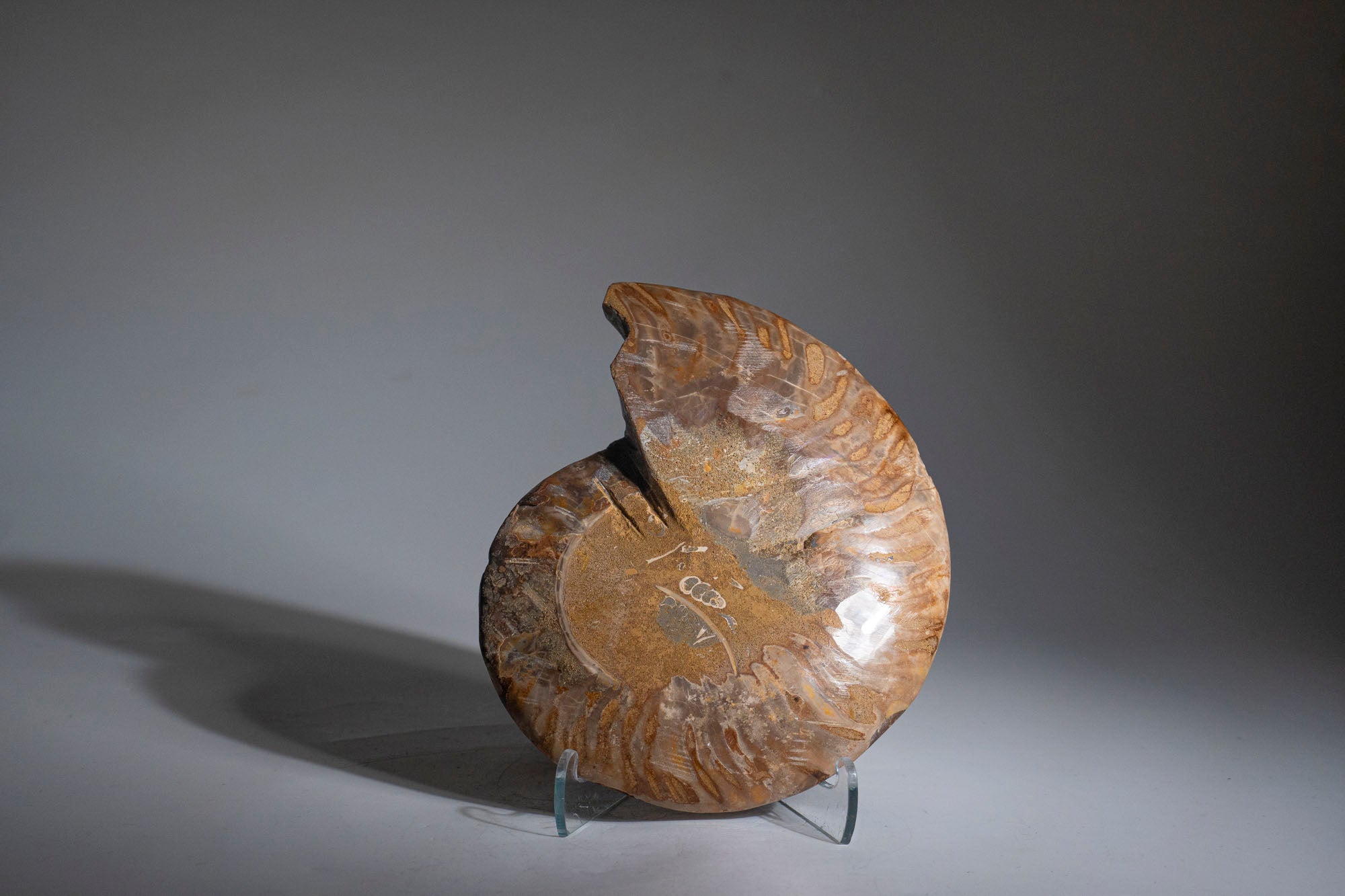 Calcified Ammonite Halve From Madagascar (.7 lbs)
