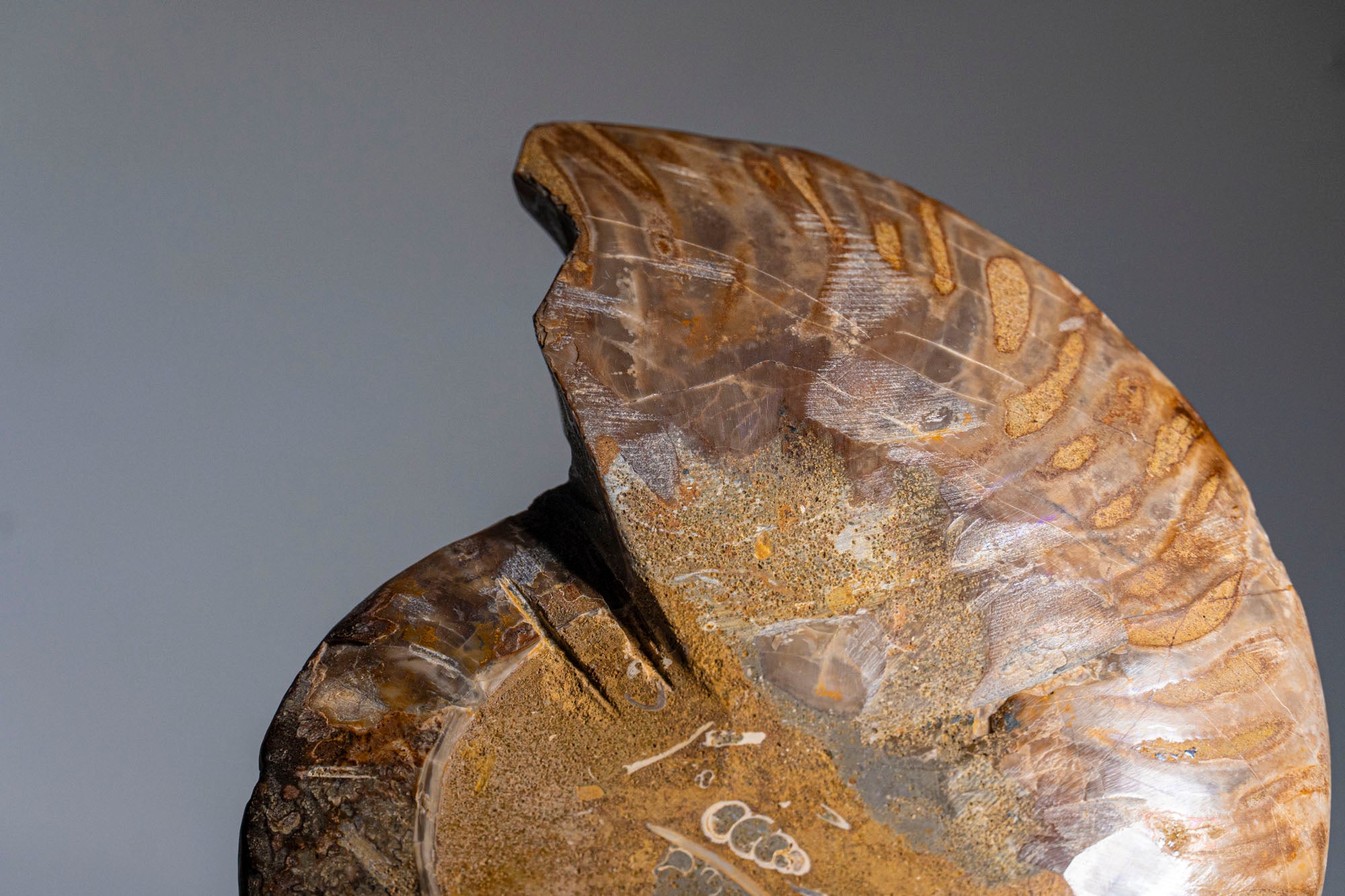 Calcified Ammonite Halve From Madagascar (.7 lbs)