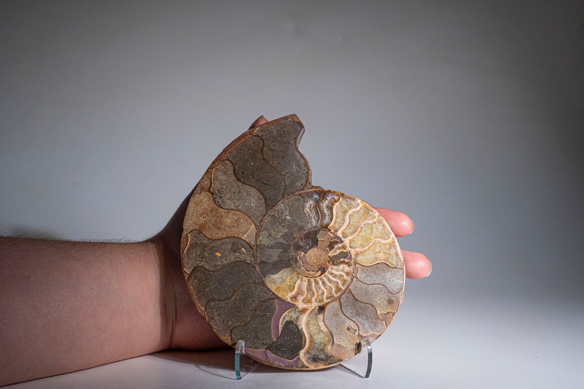 Calcified Ammonite Halve From Madagascar (.7 lbs)