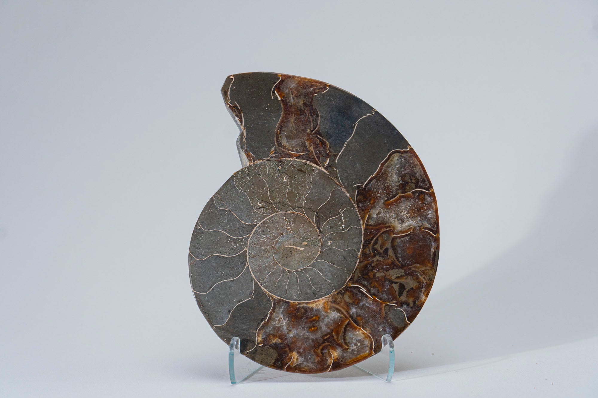 Calcified Ammonite Halve From Madagascar (.7 lbs)