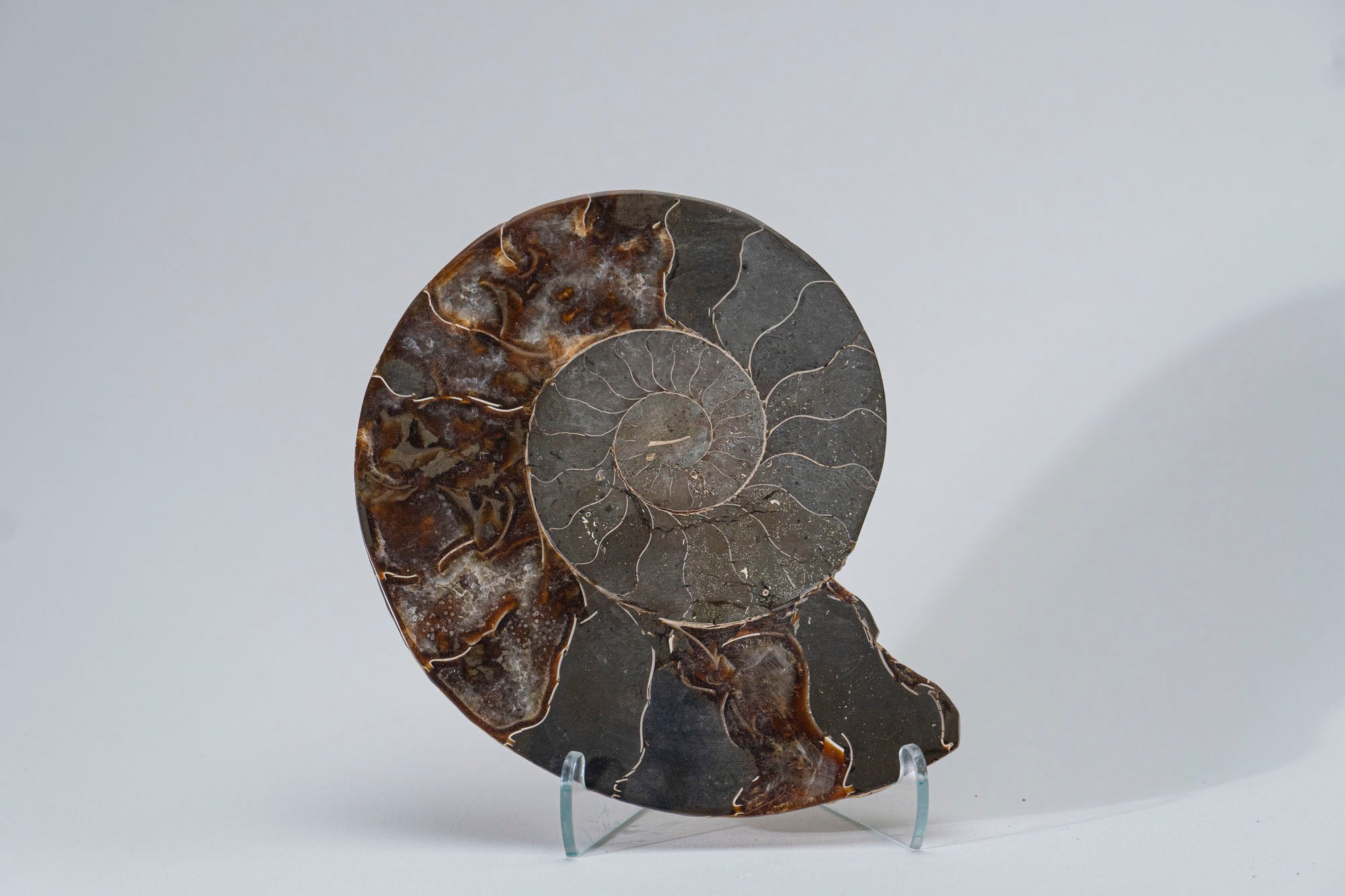 Calcified Ammonite Halve From Madagascar (.7 lbs)