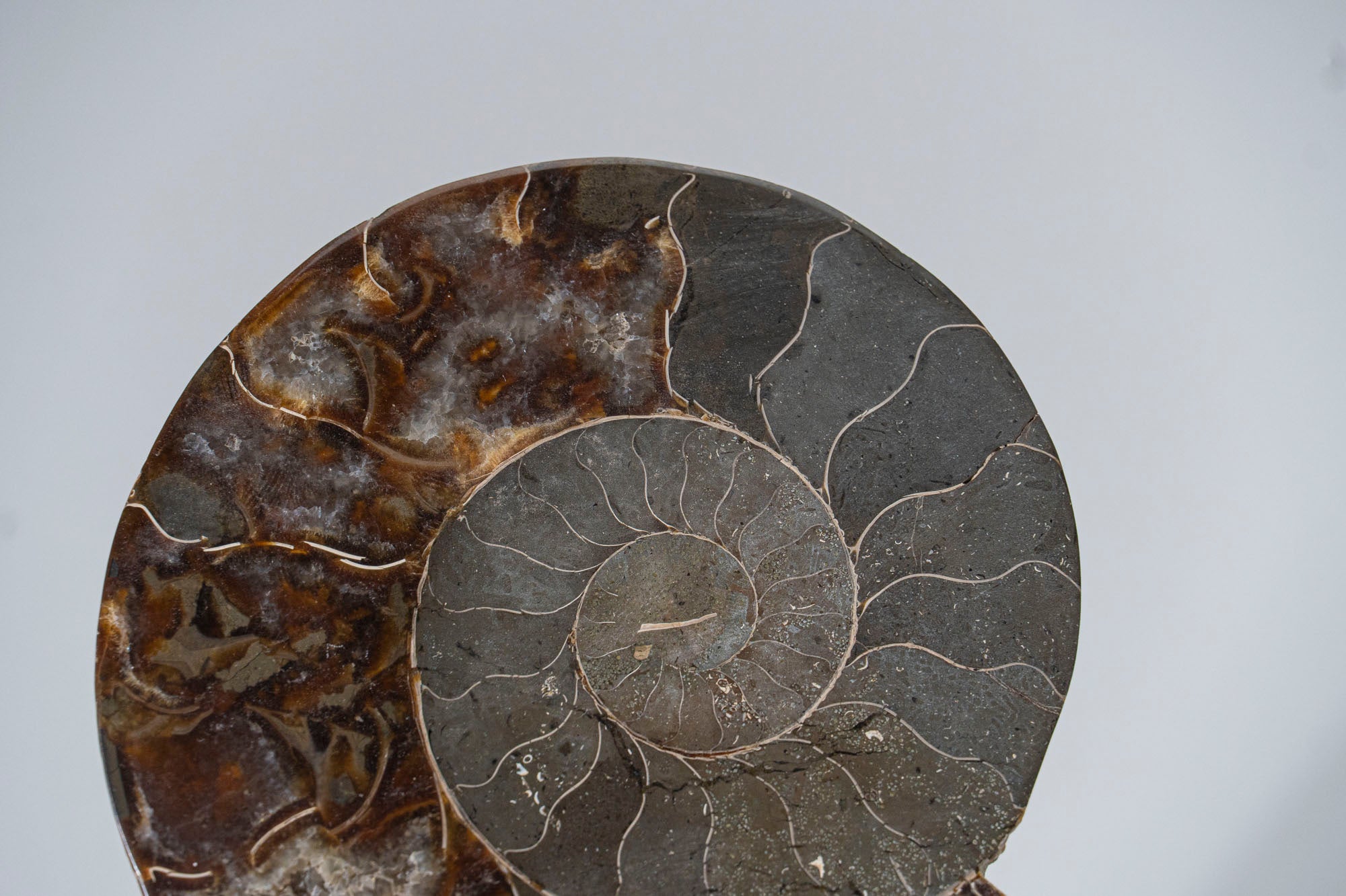 Calcified Ammonite Halve From Madagascar (.7 lbs)