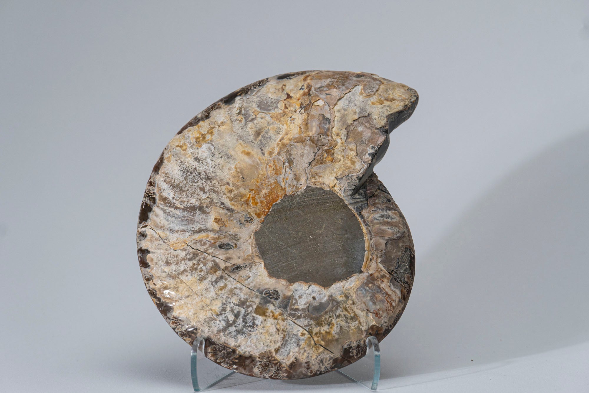 Calcified Ammonite Halve From Madagascar (.7 lbs)