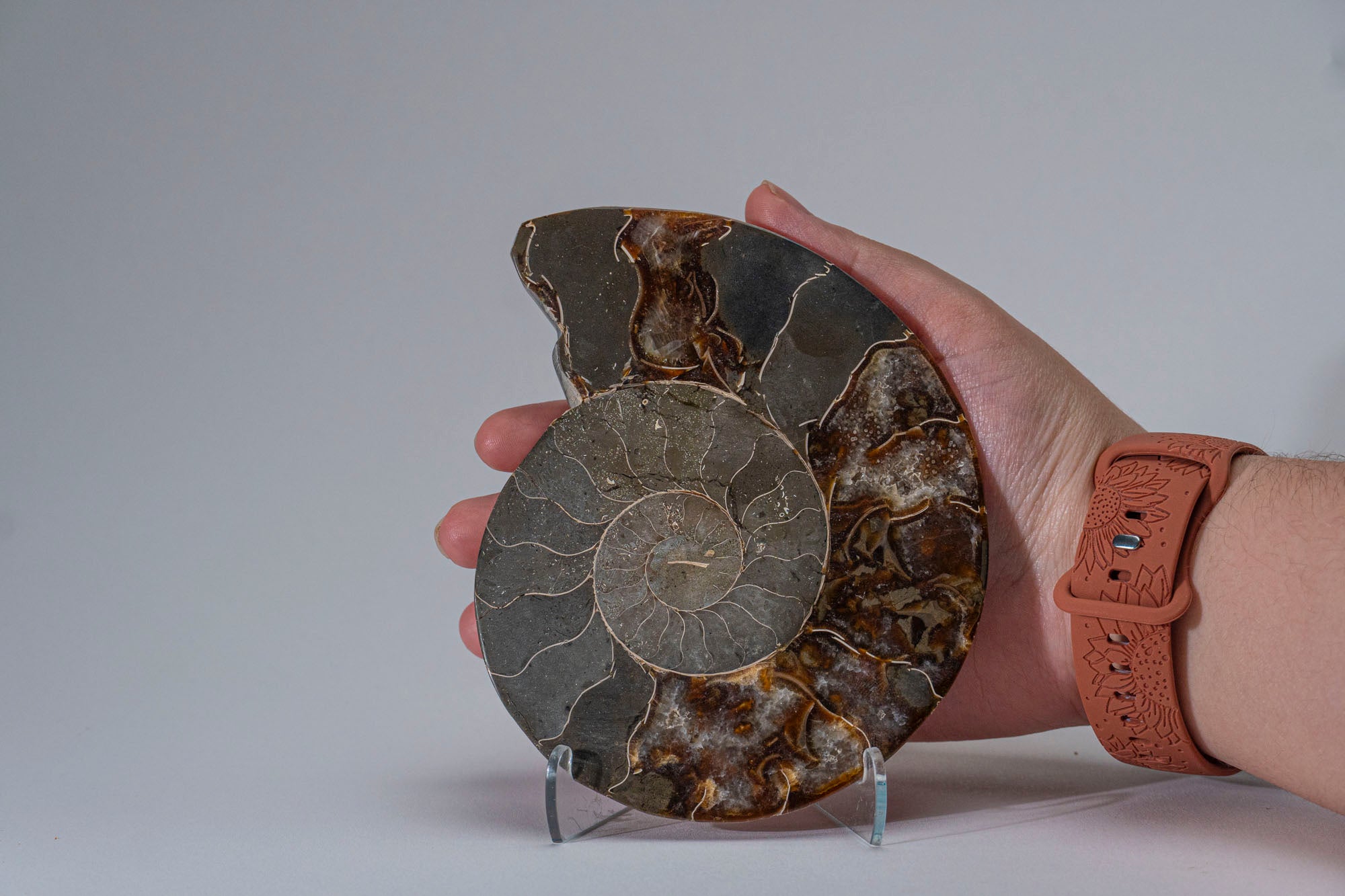 Calcified Ammonite Halve From Madagascar (.7 lbs)