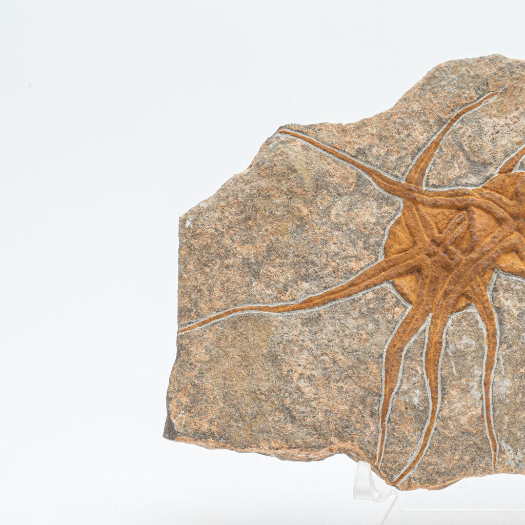 Genuine Ophiuroidea Brittle Star Fossil (2.5 lbs)