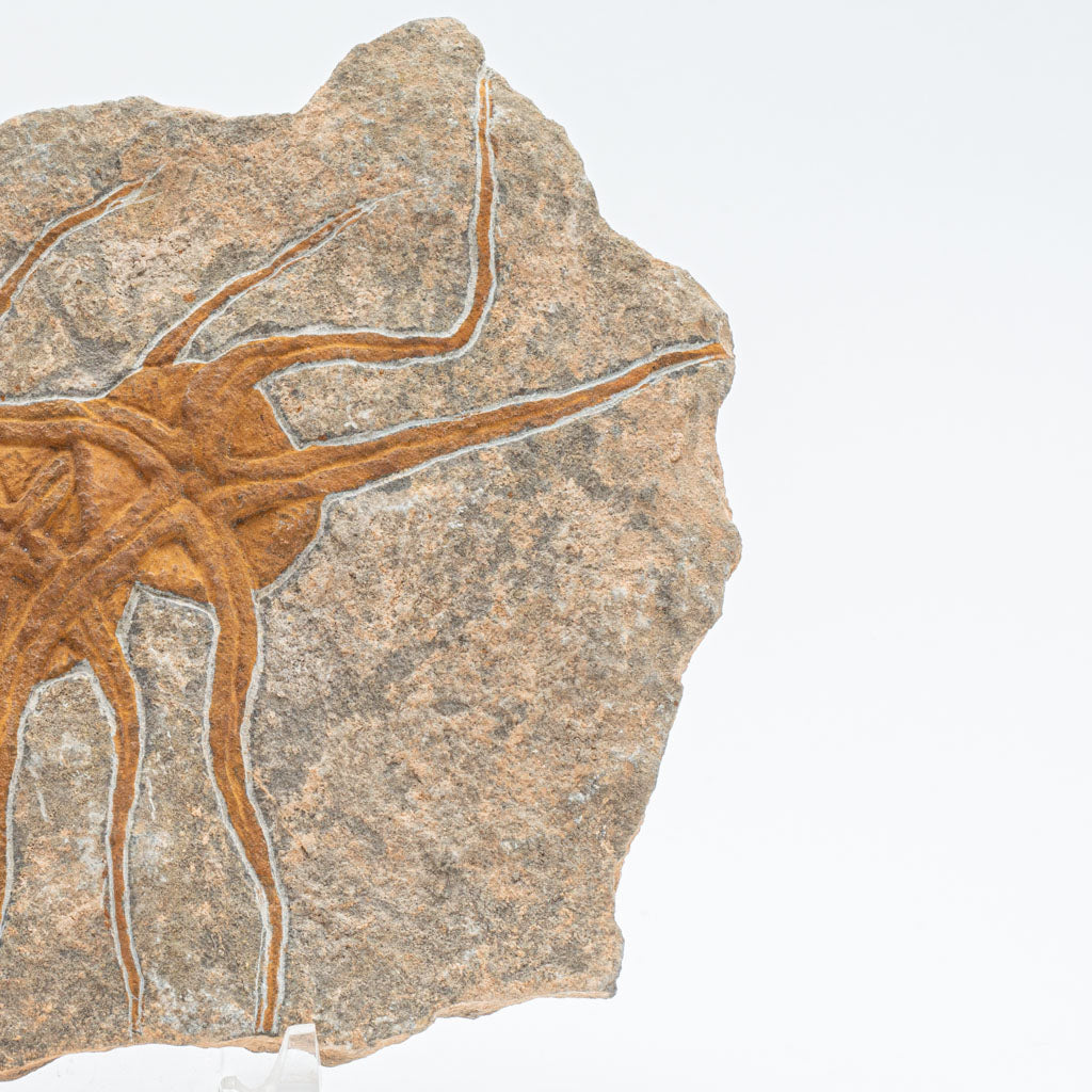 Genuine Ophiuroidea Brittle Star Fossil (2.5 lbs)