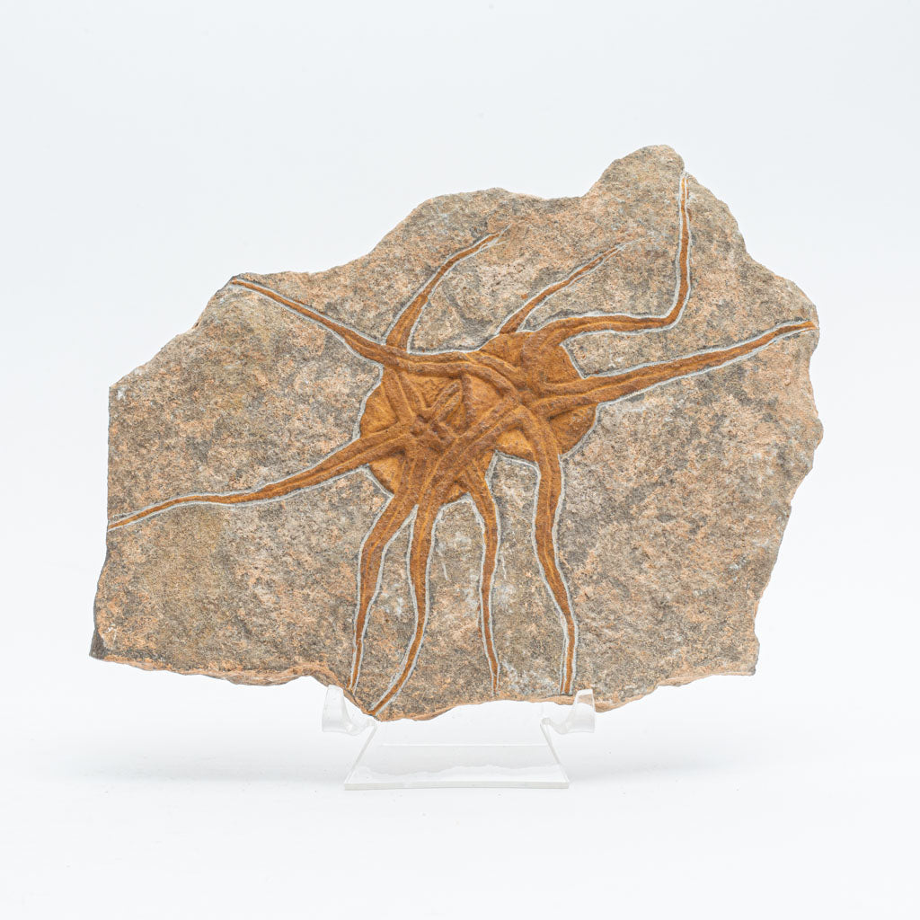 Genuine Ophiuroidea Brittle Star Fossil (2.5 lbs)