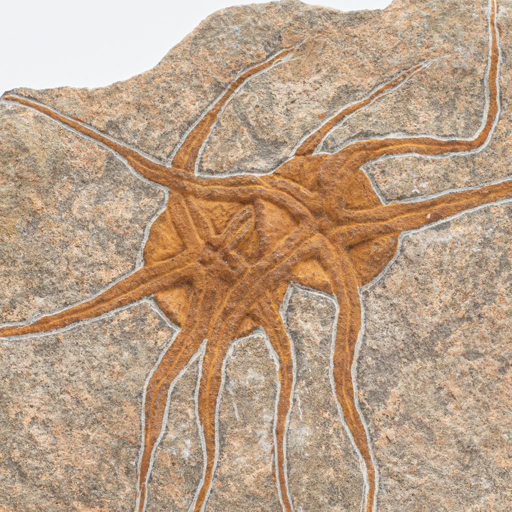 Genuine Ophiuroidea Brittle Star Fossil (2.5 lbs)
