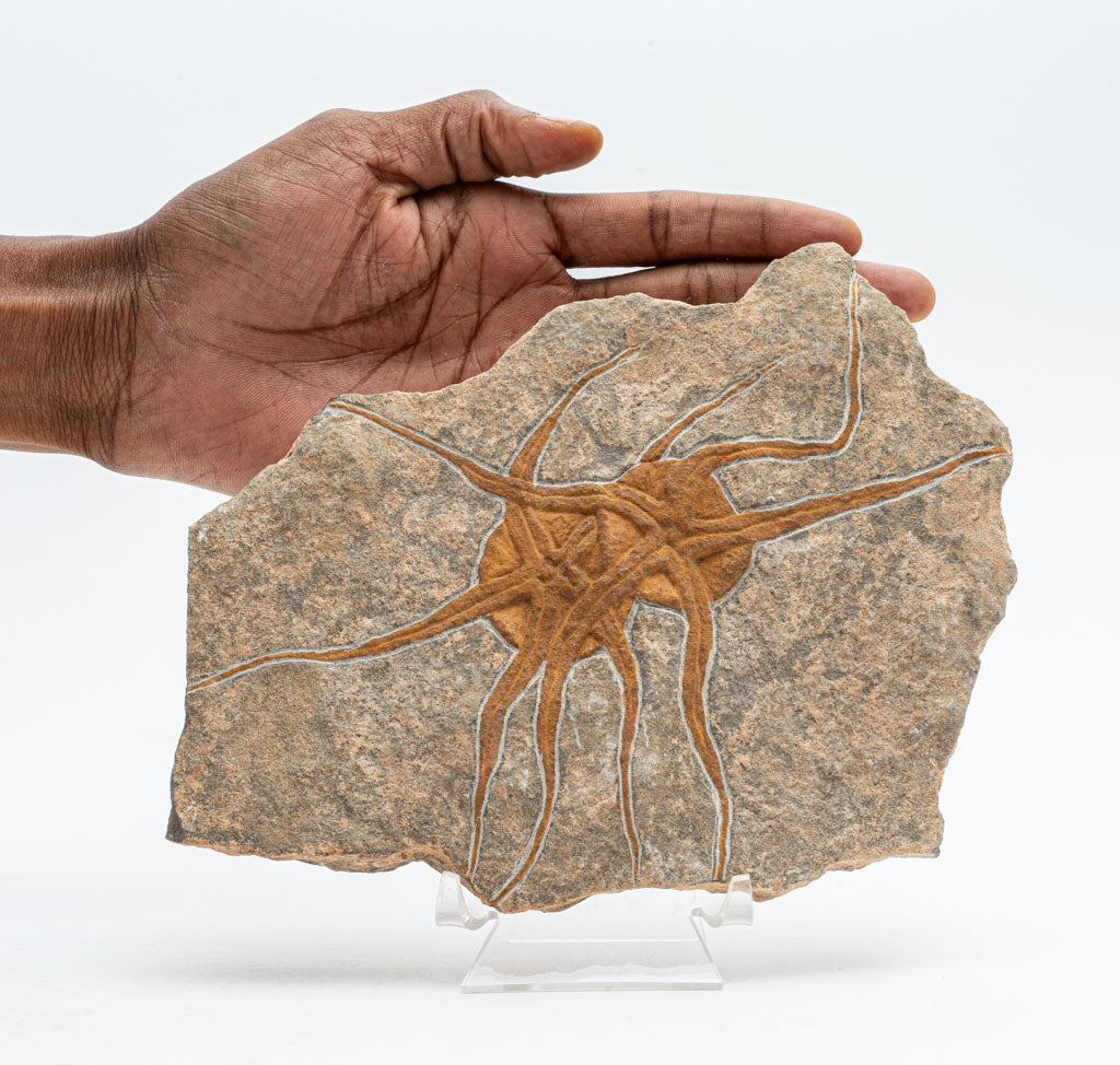 Genuine Ophiuroidea Brittle Star Fossil (2.5 lbs)
