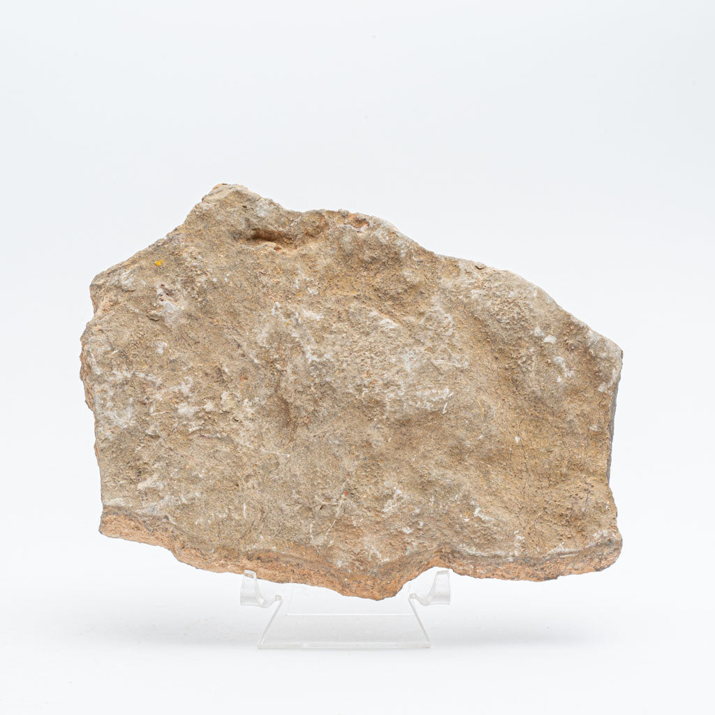 Genuine Ophiuroidea Brittle Star Fossil (2.5 lbs)