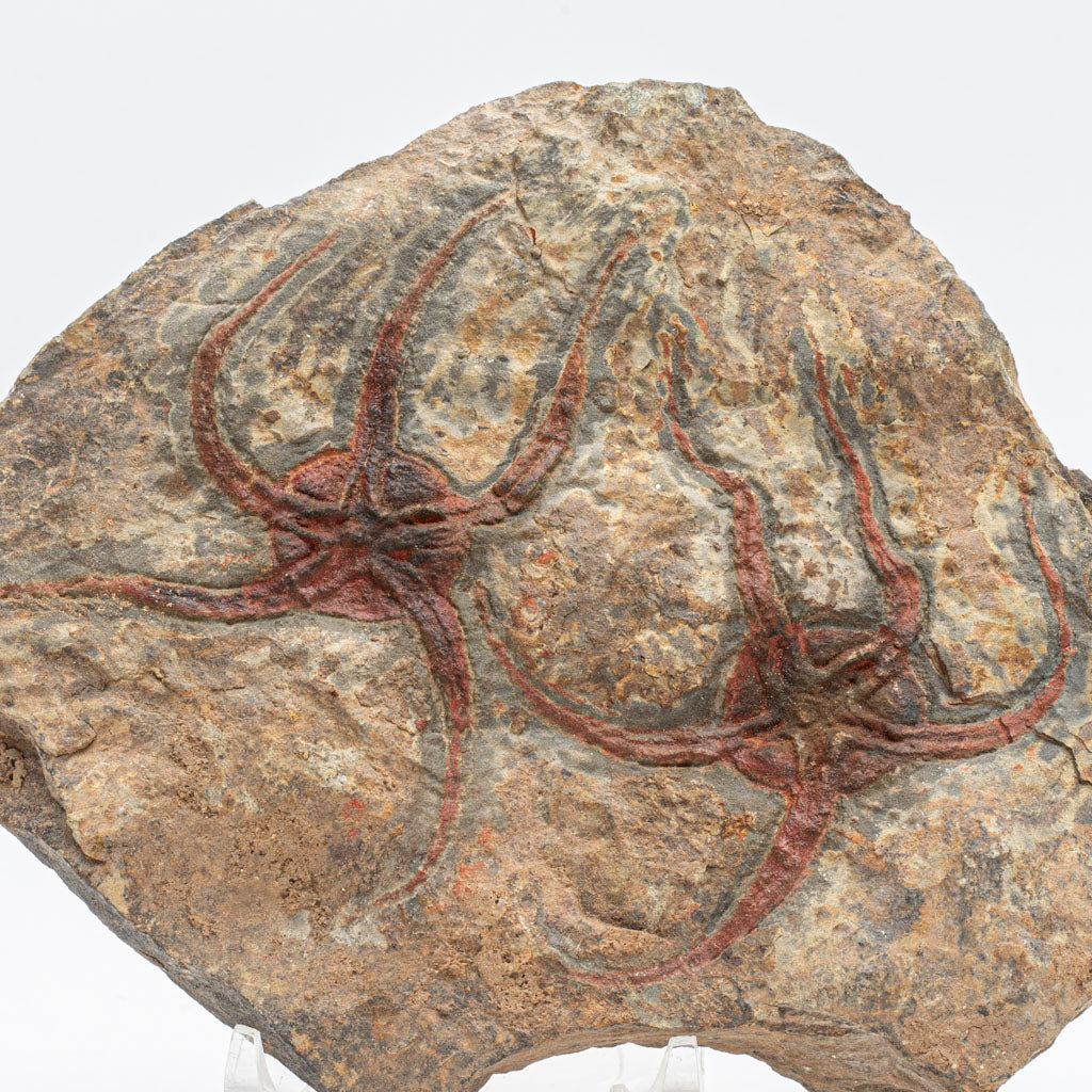 Genuine Ophiuroidea Brittle Star Fossil (3 lbs)
