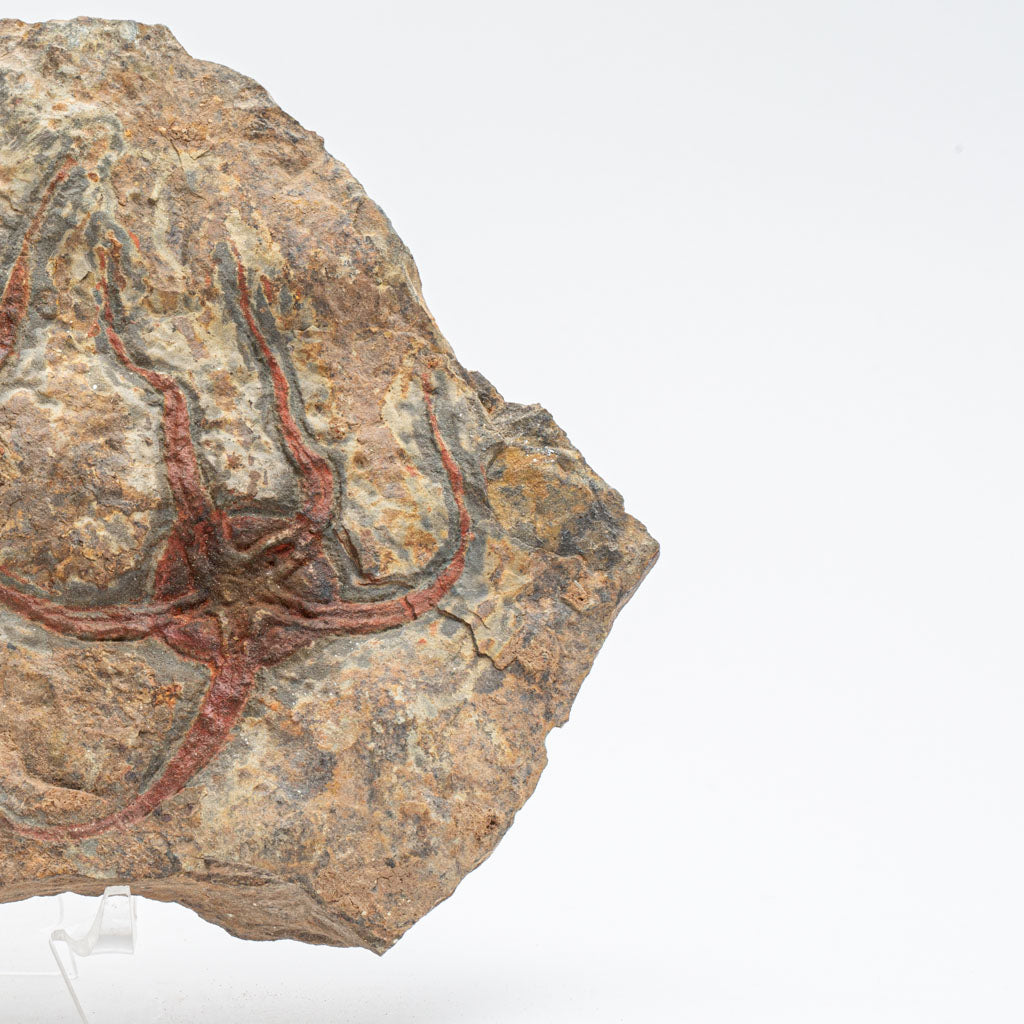 Genuine Ophiuroidea Brittle Star Fossil (3 lbs)