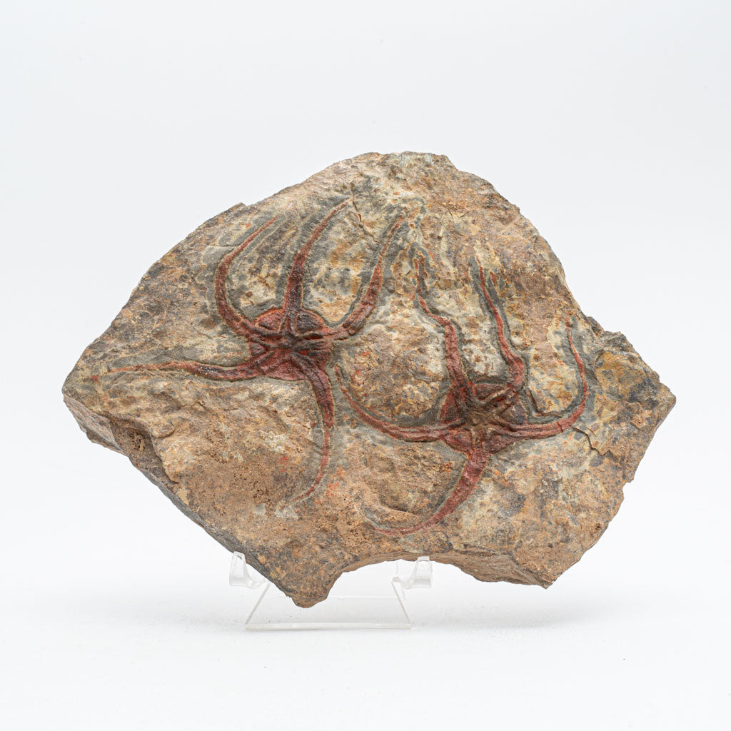 Genuine Ophiuroidea Brittle Star Fossil (3 lbs)