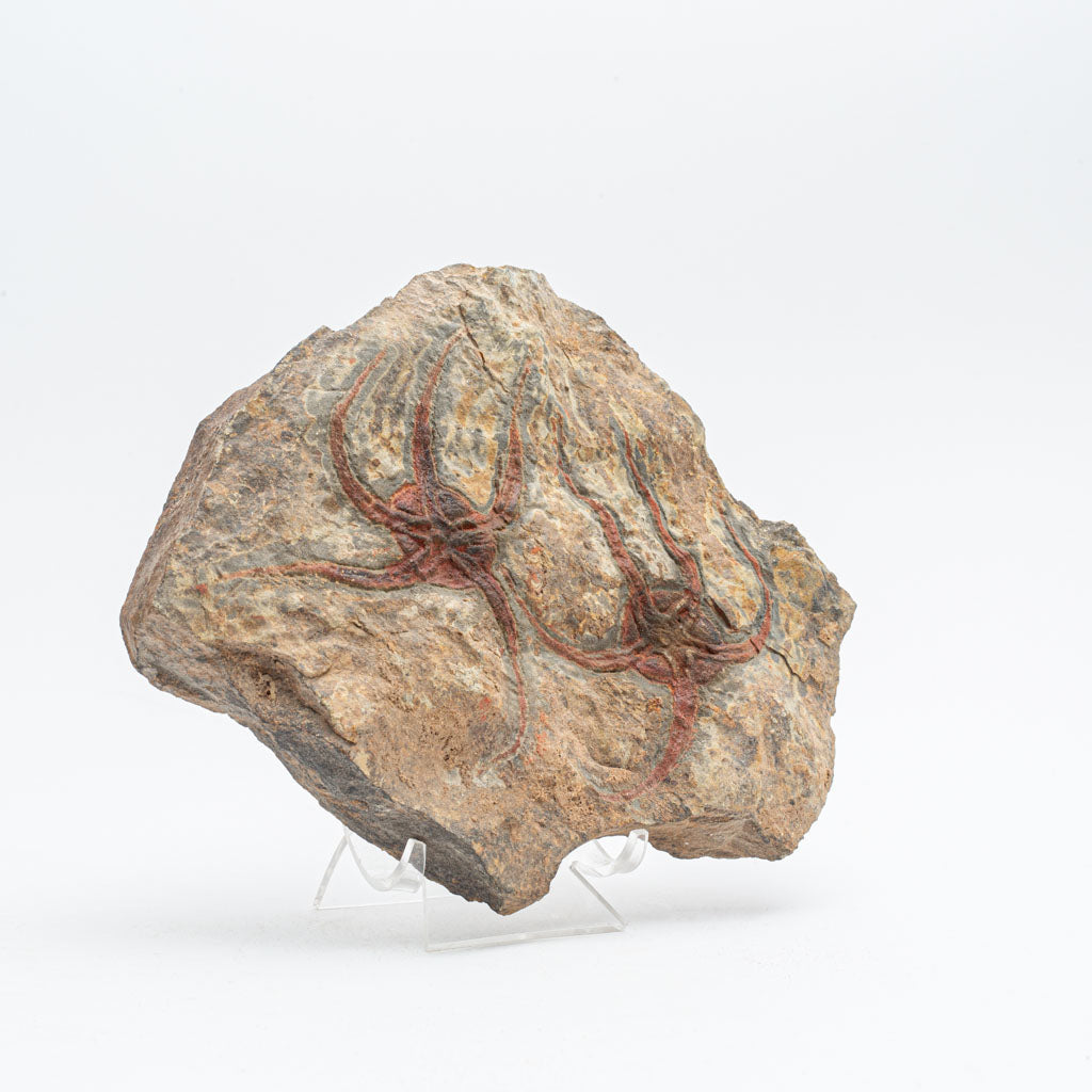 Genuine Ophiuroidea Brittle Star Fossil (3 lbs)