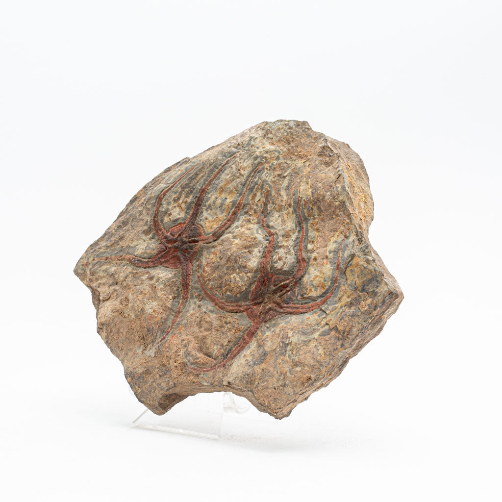 Genuine Ophiuroidea Brittle Star Fossil (3 lbs)